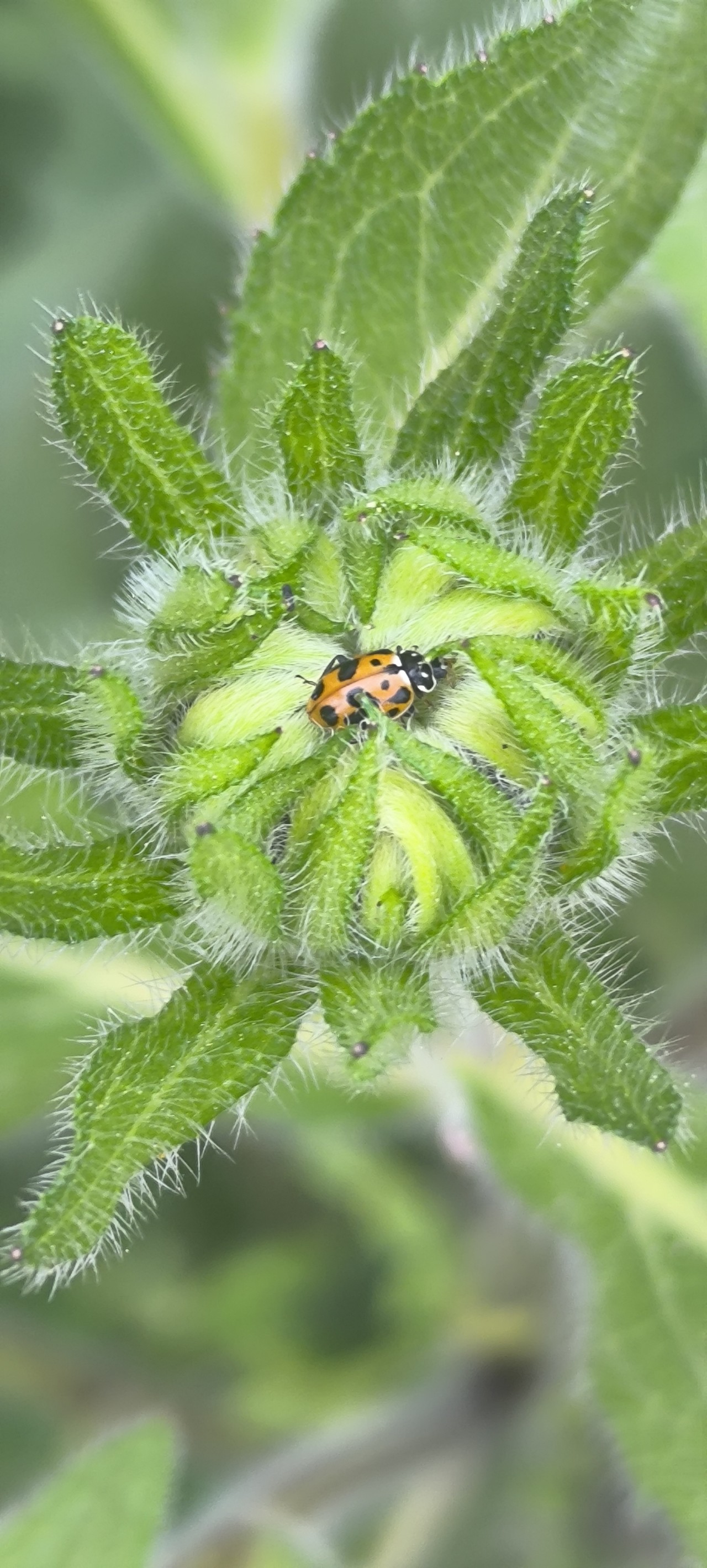 Black Lady Beetle. Free Wildlife photos