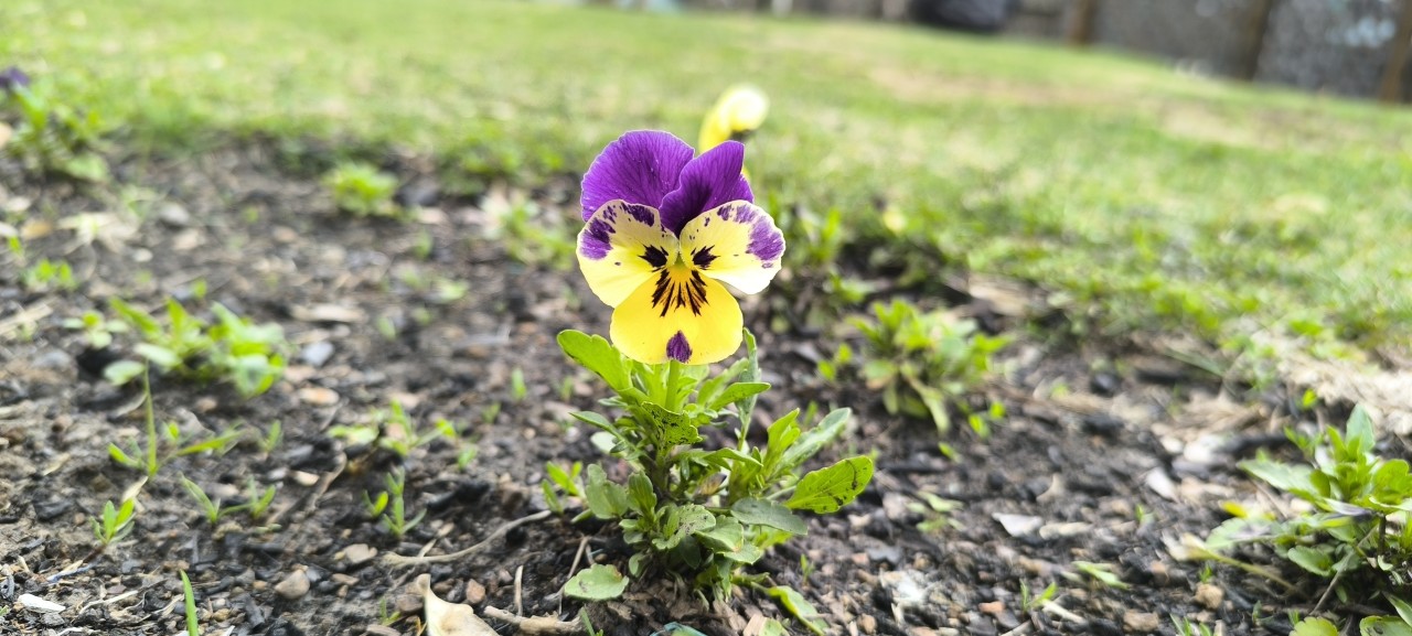 Garden pansy From Himalayas. Free Flora photos
