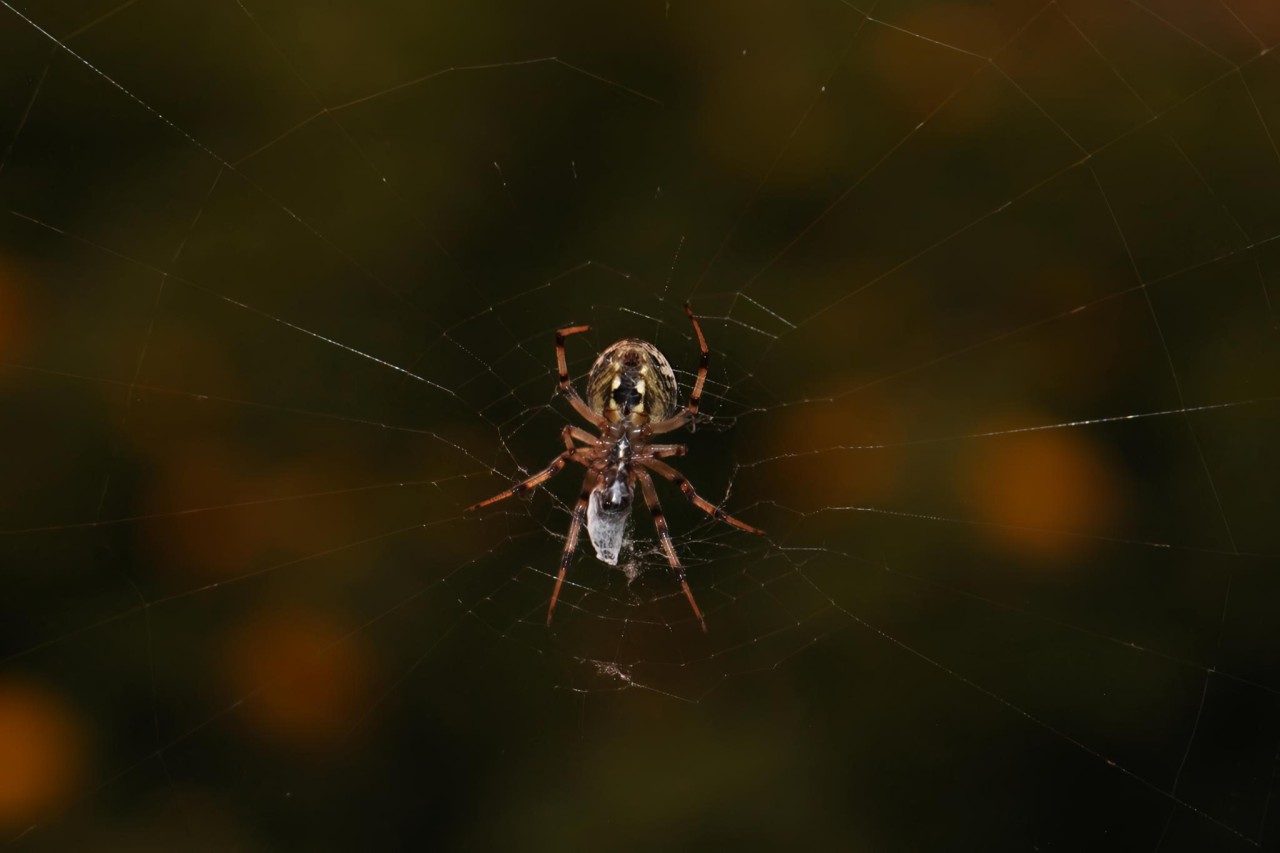 The Silent Hunter. Free Macro photos