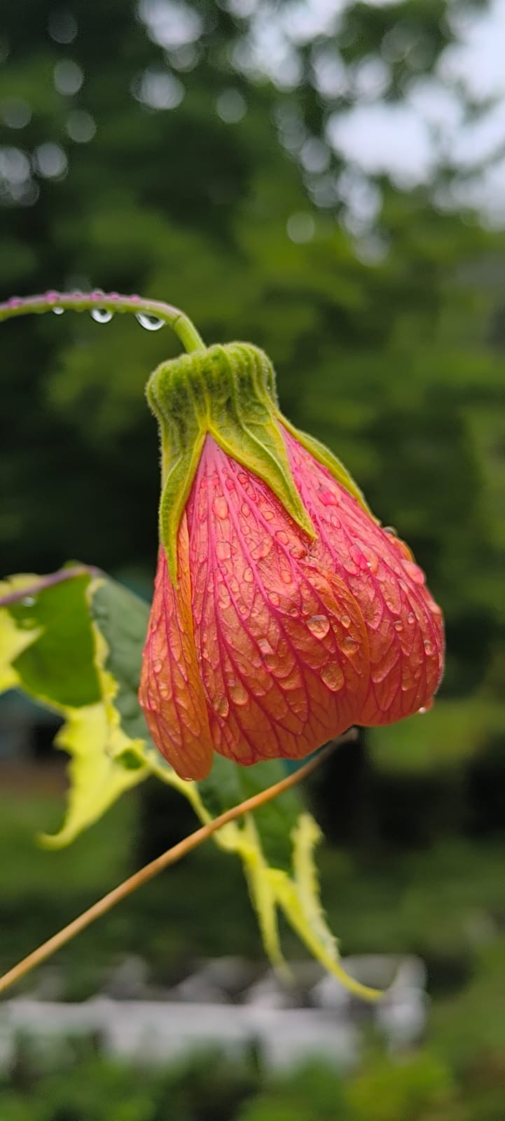 redvein Indian mallow . Free Flora photos