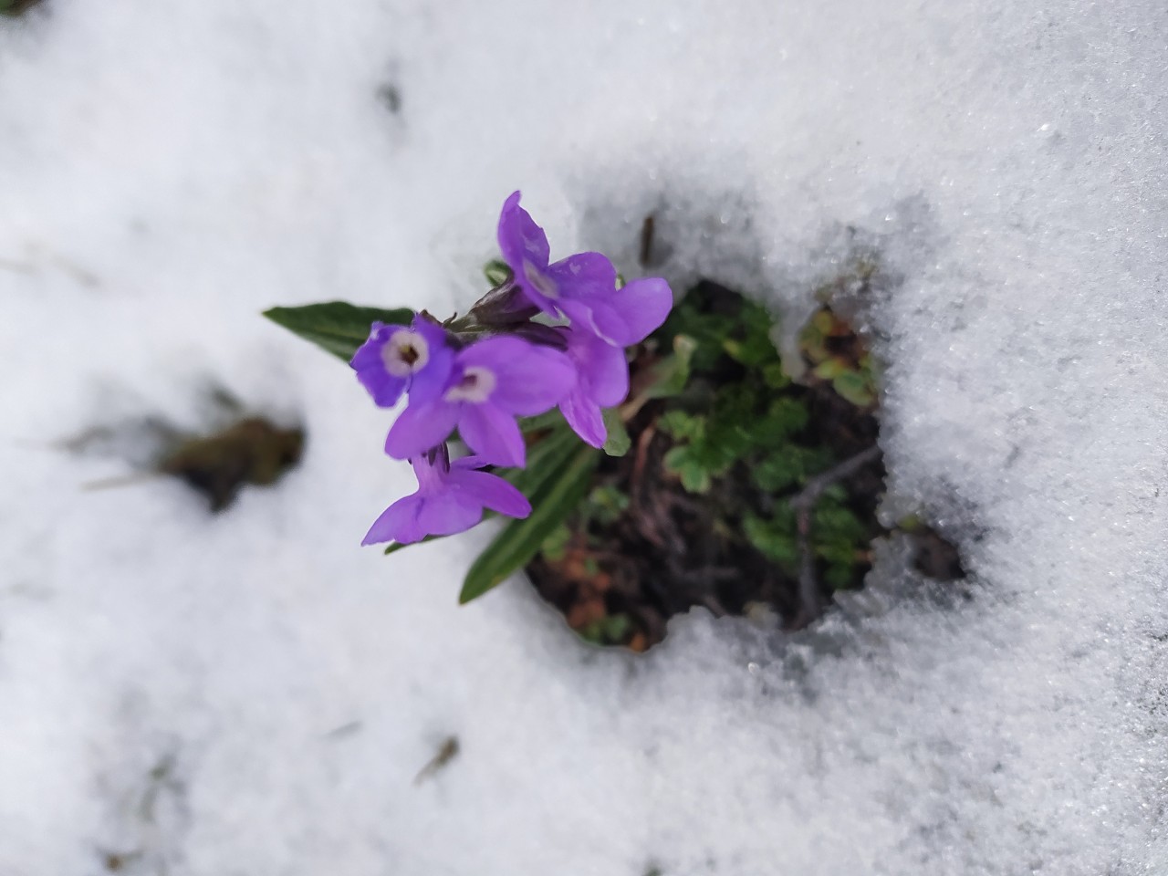Himalayan Herbs. Free Flora photos