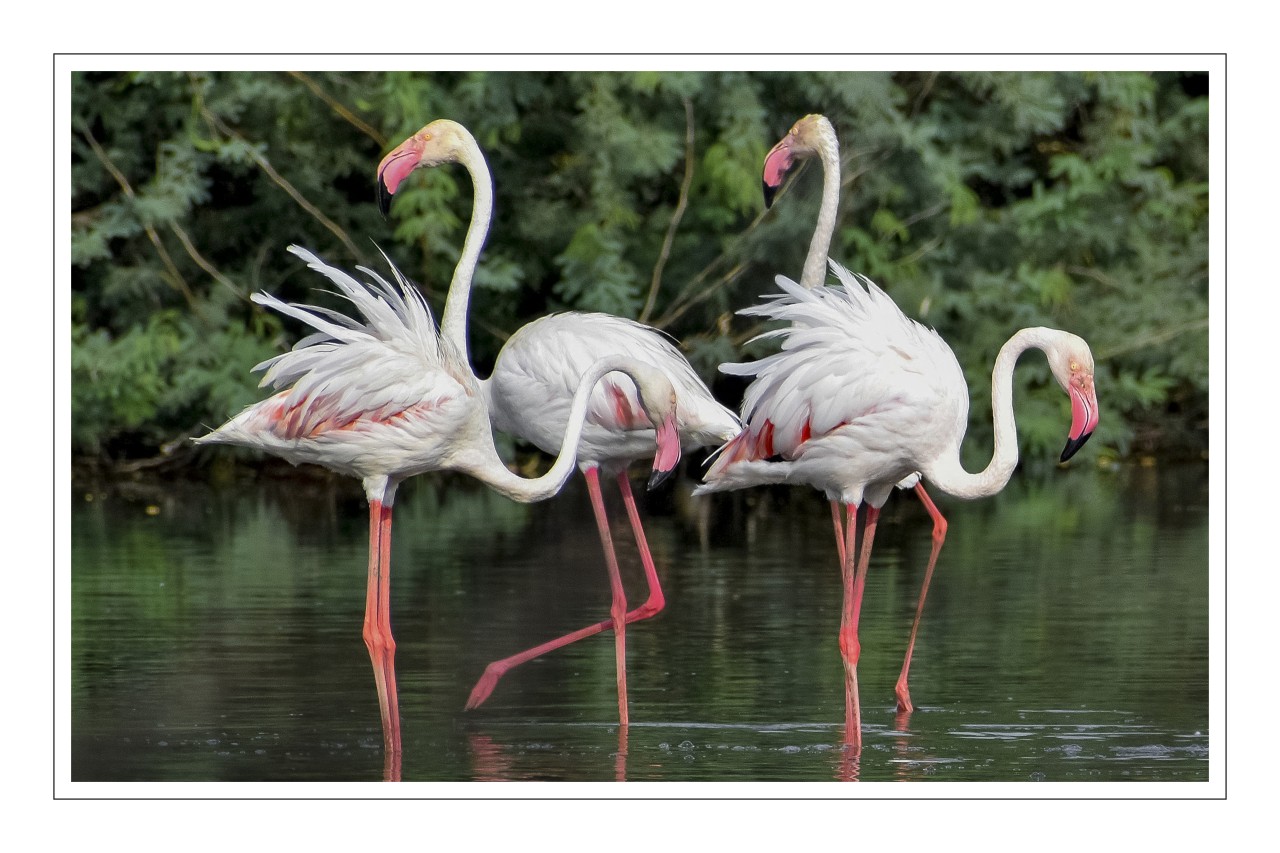 Beautiful Flamingos. Free Wildlife photos