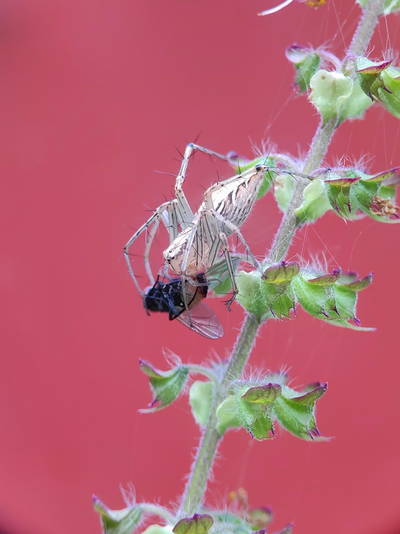 Prey and predator. Free Macro photos