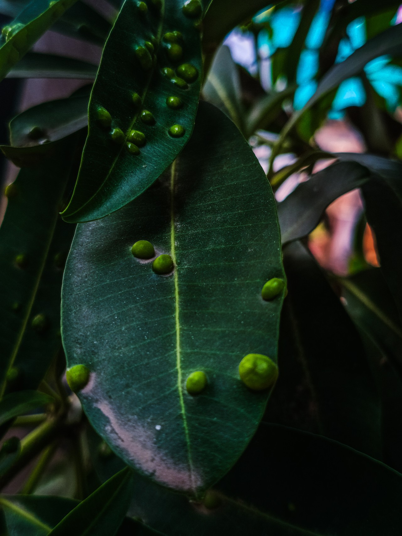 Macro Nature Shots. Free Macro photos