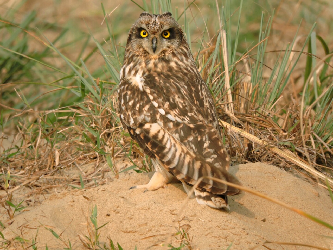 Short eayer owle. Free Wildlife photos