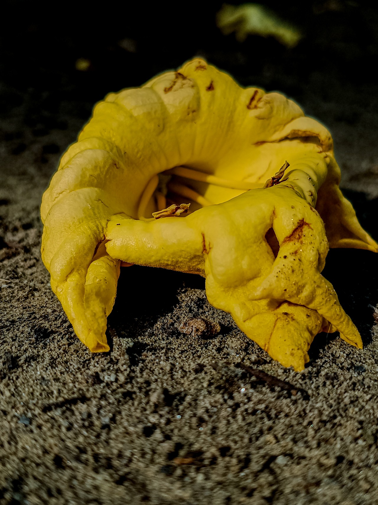 Flower. Free Flora photos