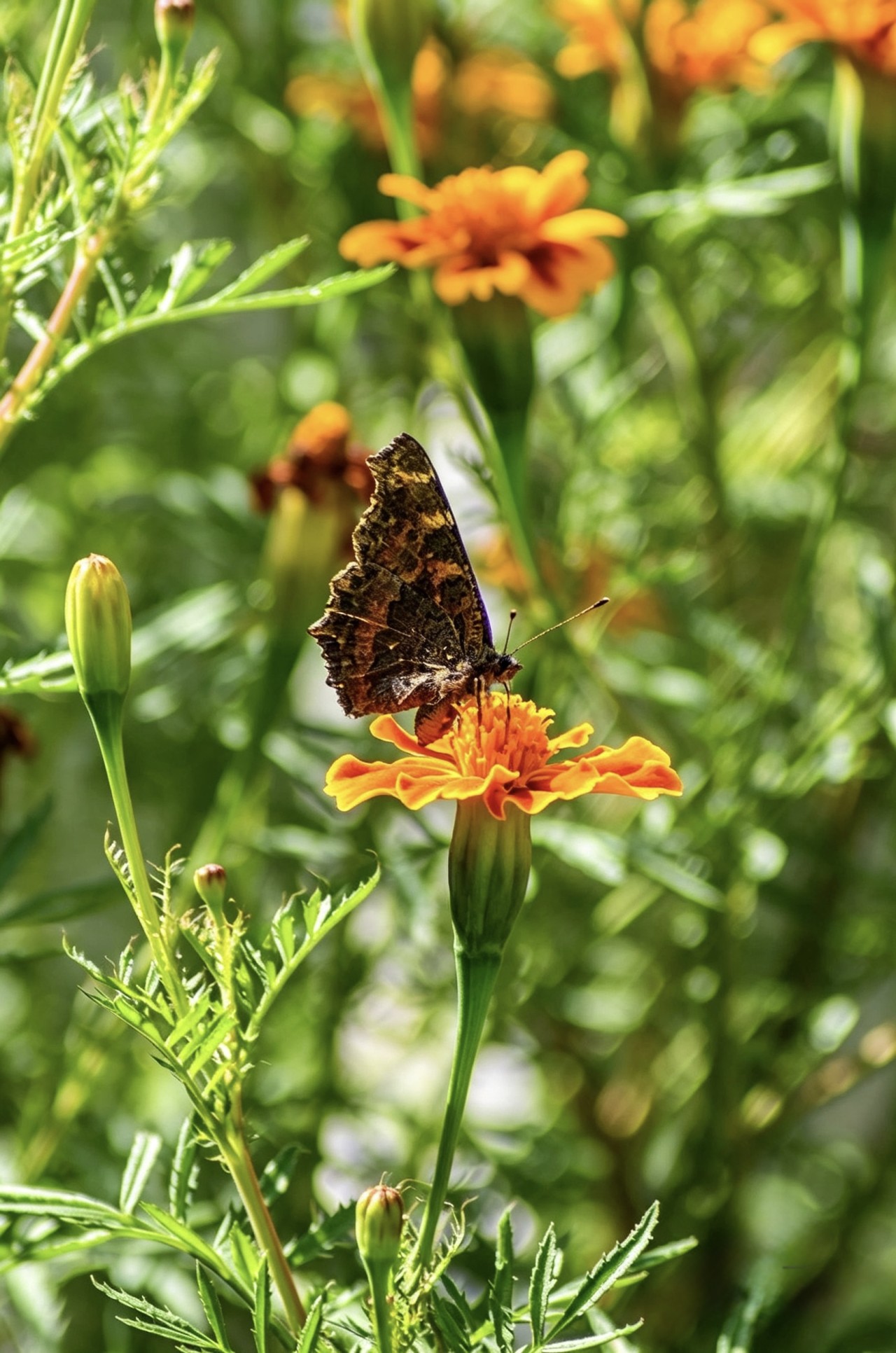brush-footed butterfly. Free Wildlife photos
