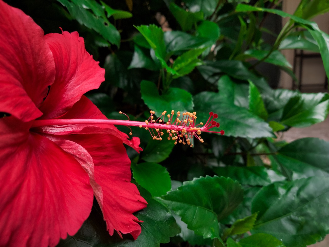 Flowers. Free Flora photos