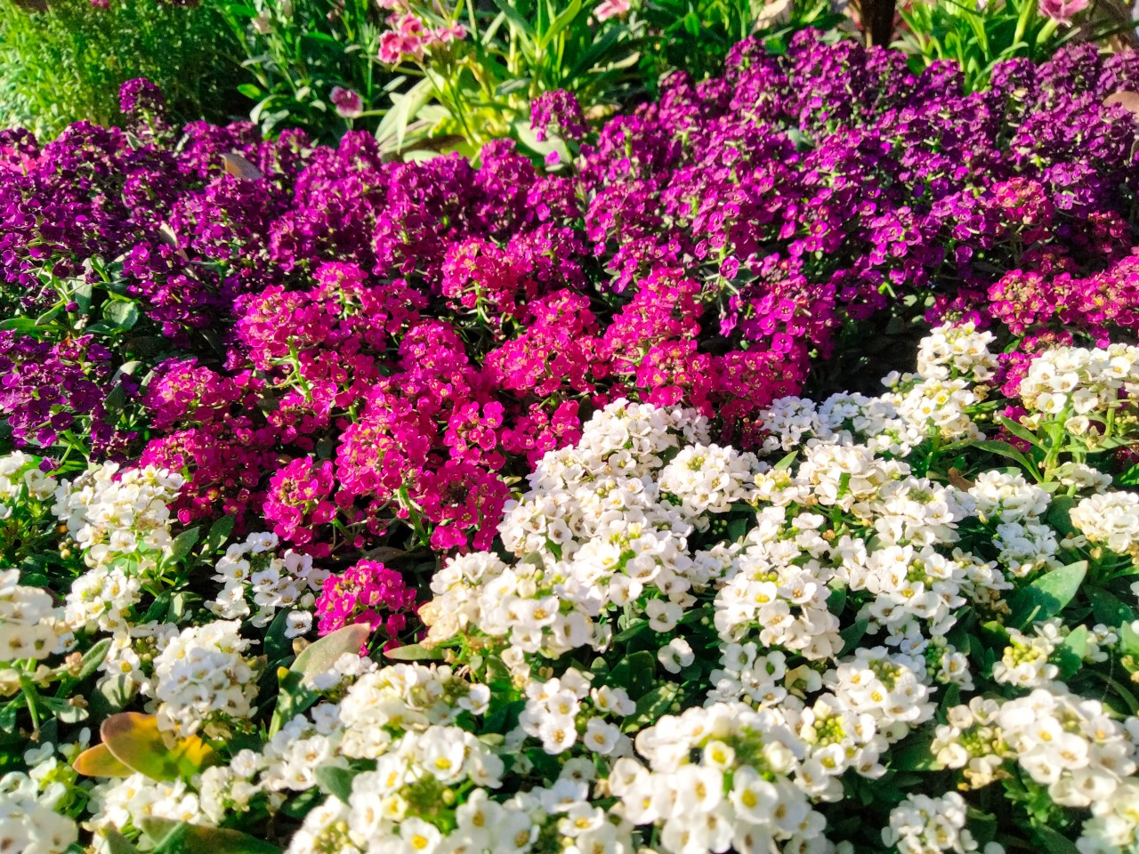 Multiple Flowers. Free Flora photos