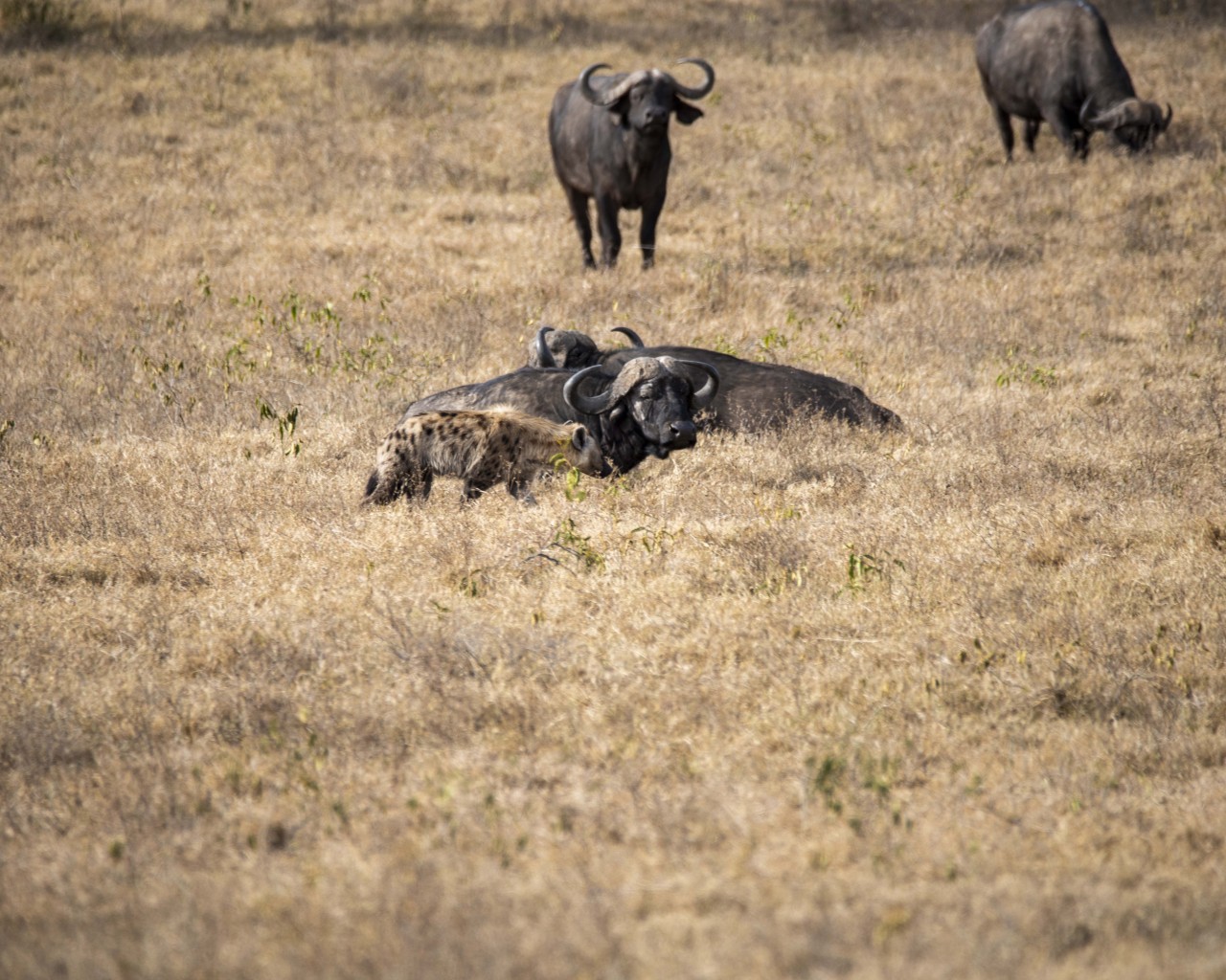 Hunt or get hunted. Free Wildlife photos