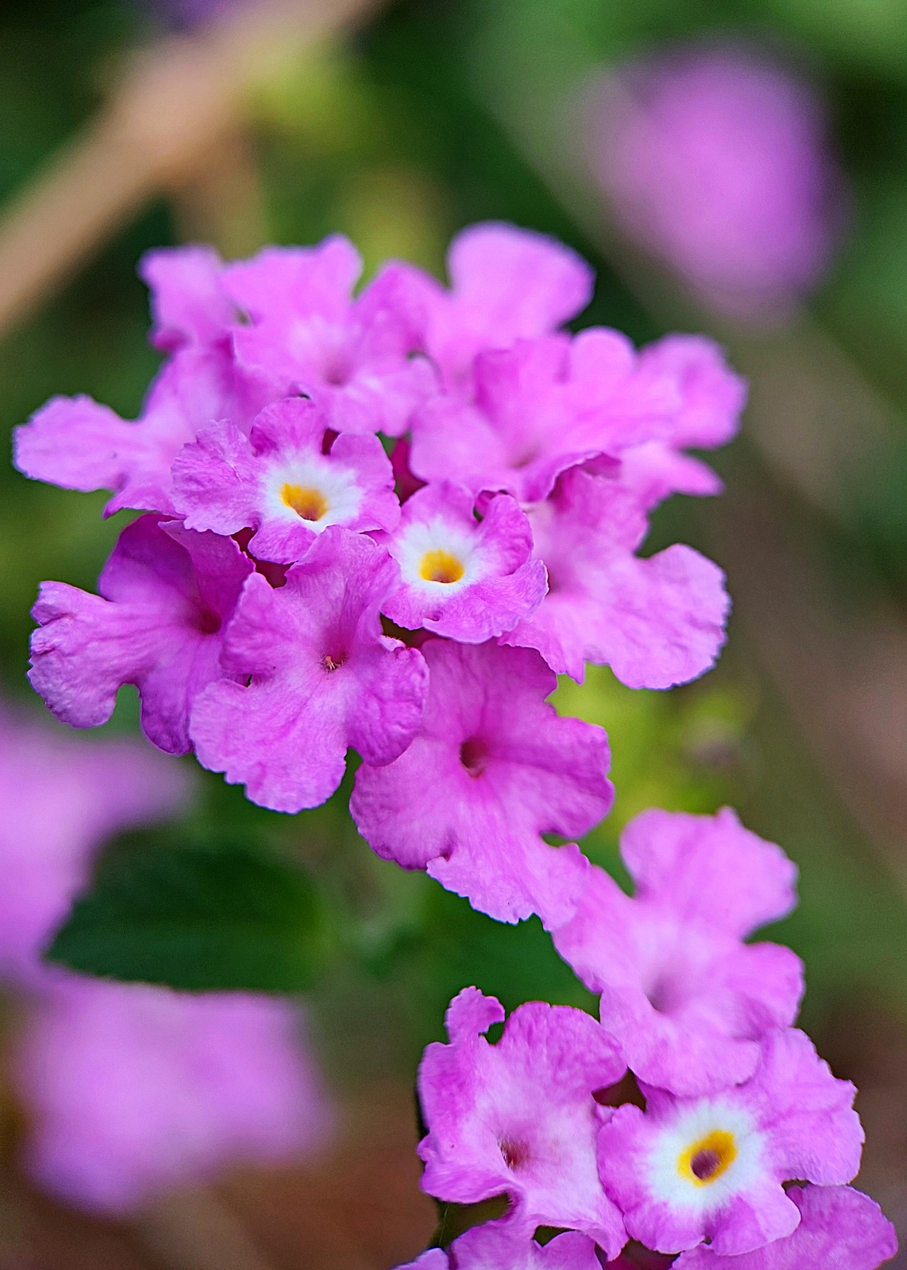 Lantana Flowers. Free Flora photos
