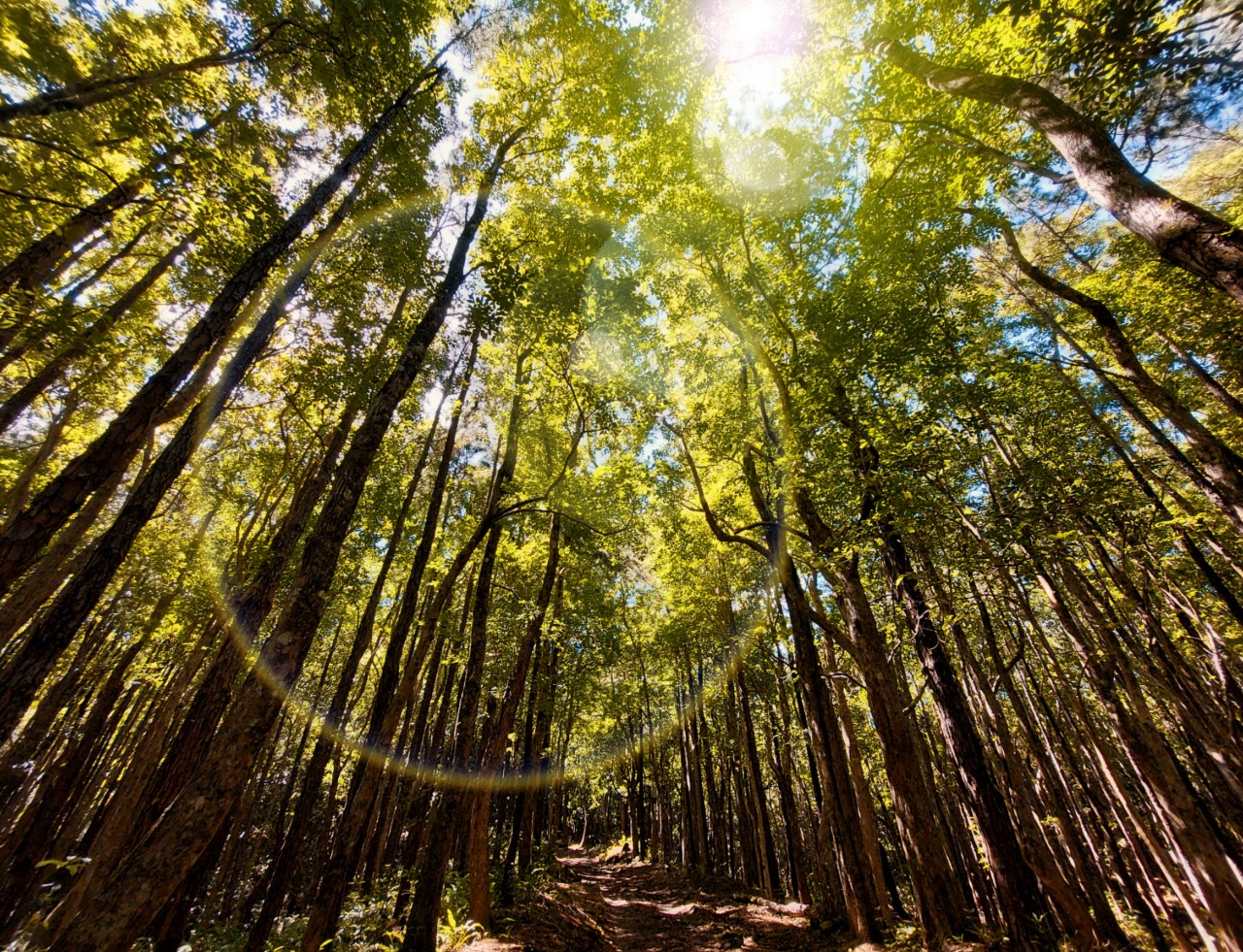 Bel Ombre Forest, Mauritius. Free Forests & Woodlands photos