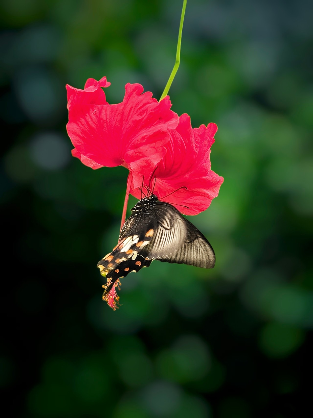 Common Mormon Butterfly Hanging on a Red Hibiscus Flower. Free Macro photos