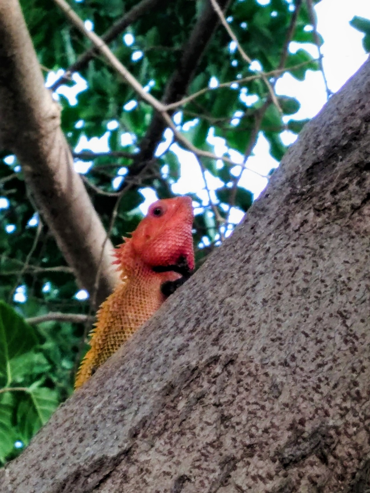 a CHAMELEON climbing on the tree trunk. Free Wildlife photos