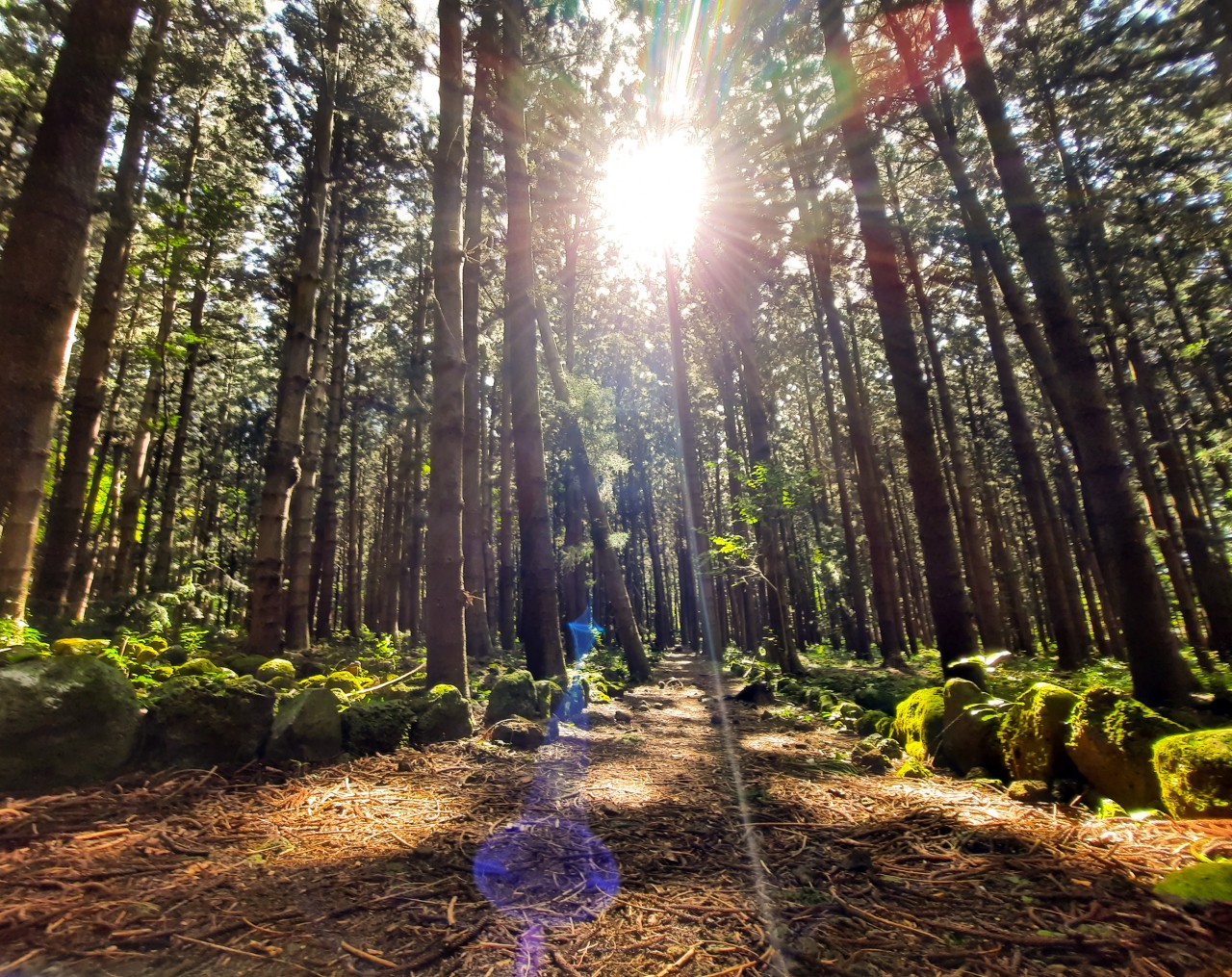 Daruty Forest, Mauritius. Free Forests & Woodlands photos