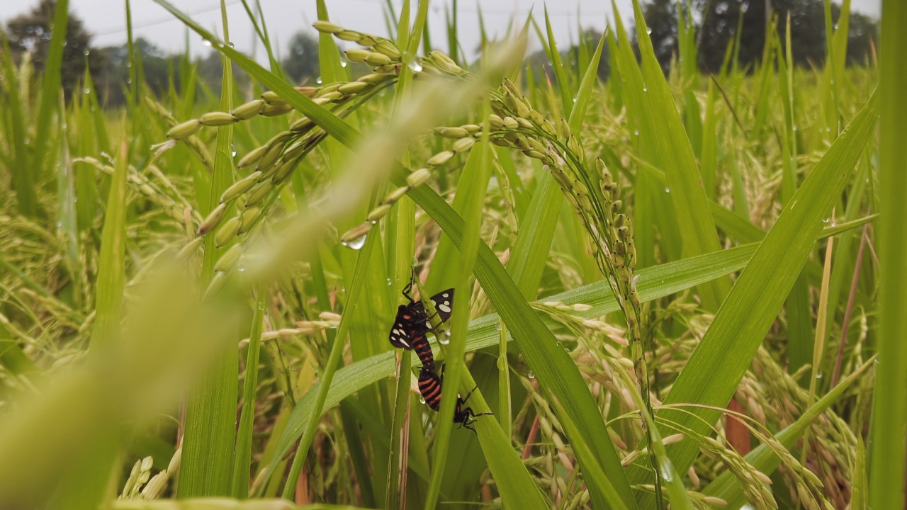 Insect's buzzs. Free Wildlife photos