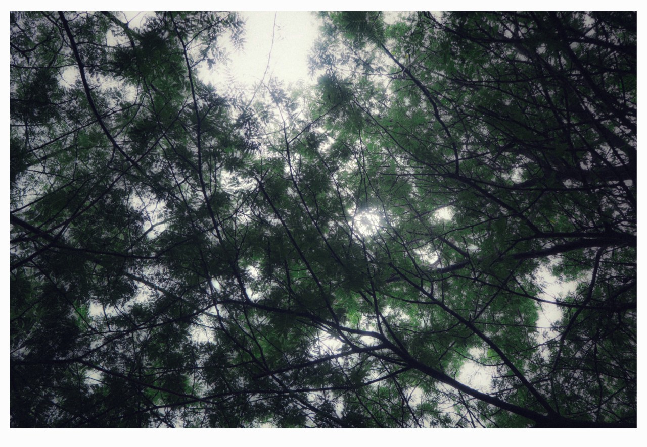 The Light Through The Leaves. Free Forests photos