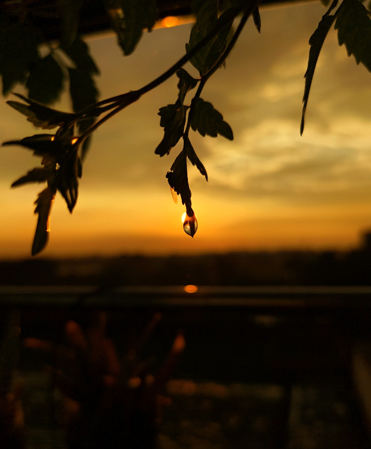 Drop. Free Macro photos