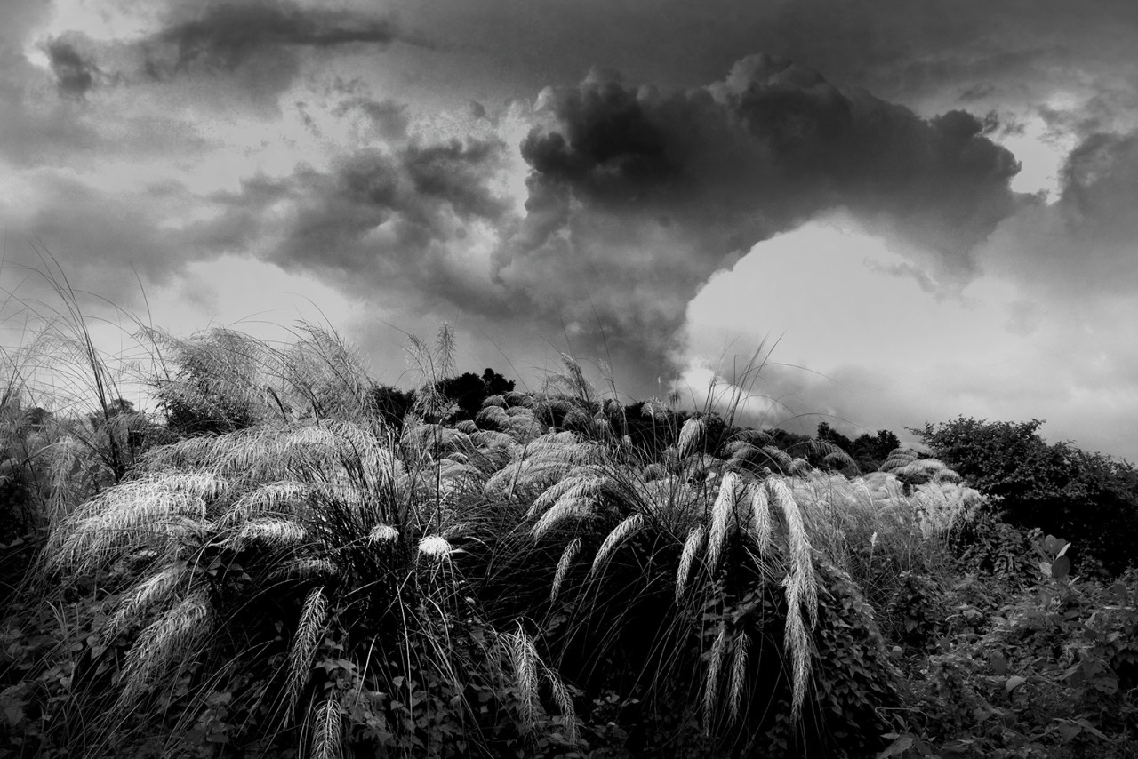 Flower of God. Free Landscapes photos