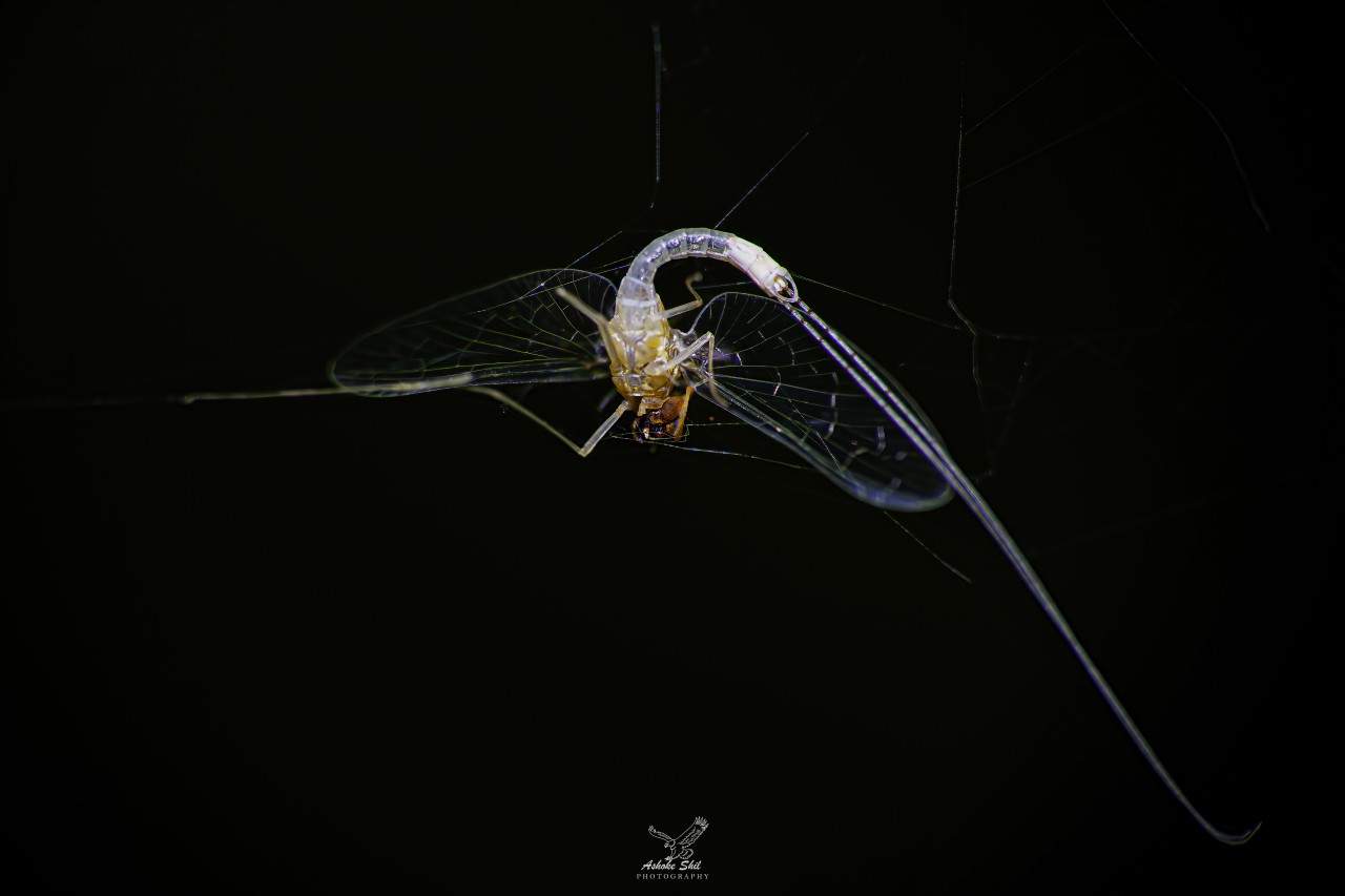 The hidden killer. Free Macro photos
