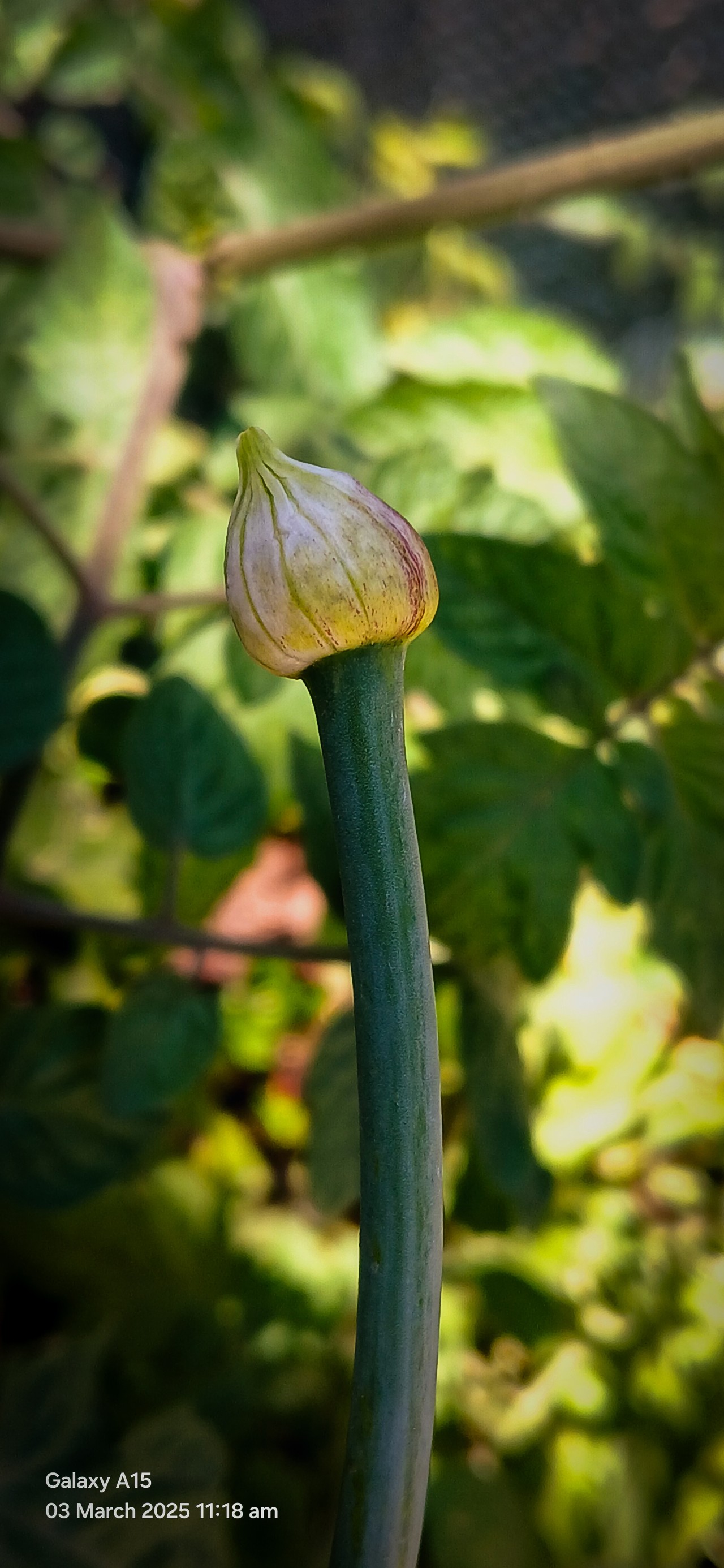 Onion Flower. Free Flora photos