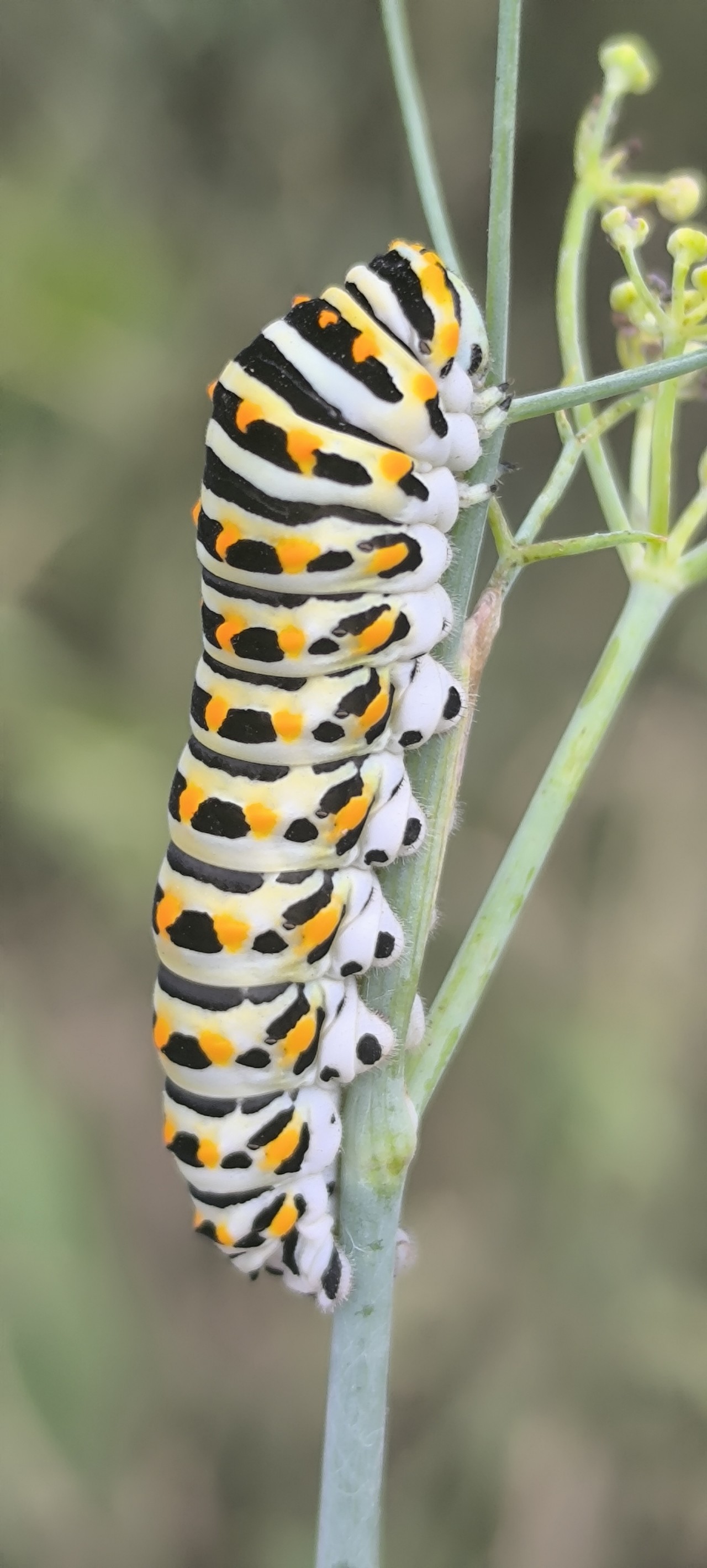 The Lonely Larva. Free Wildlife photos