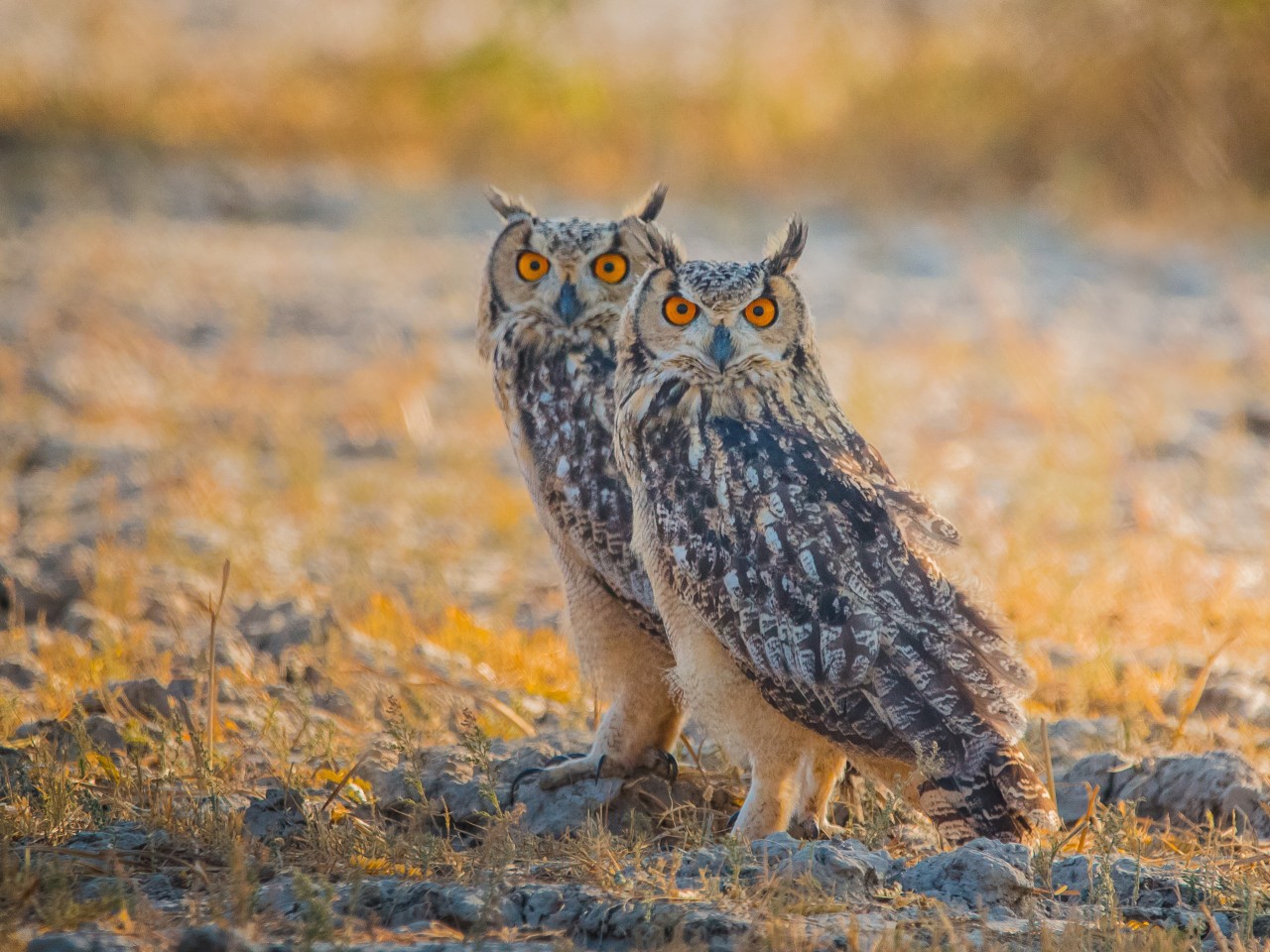 Indian egale owl. Free Wildlife photos