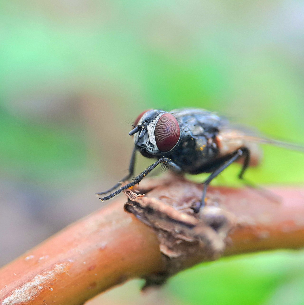 House fly. Free Macro photos
