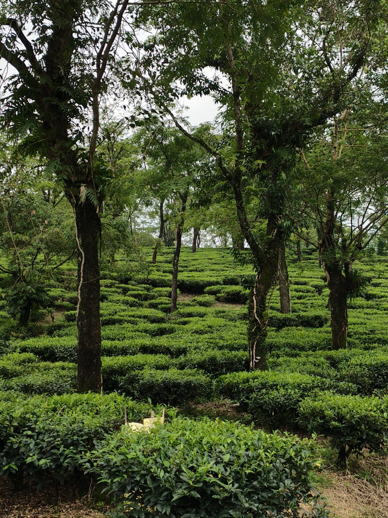 Tea garden, North Bengal, India. Free Landscapes photos