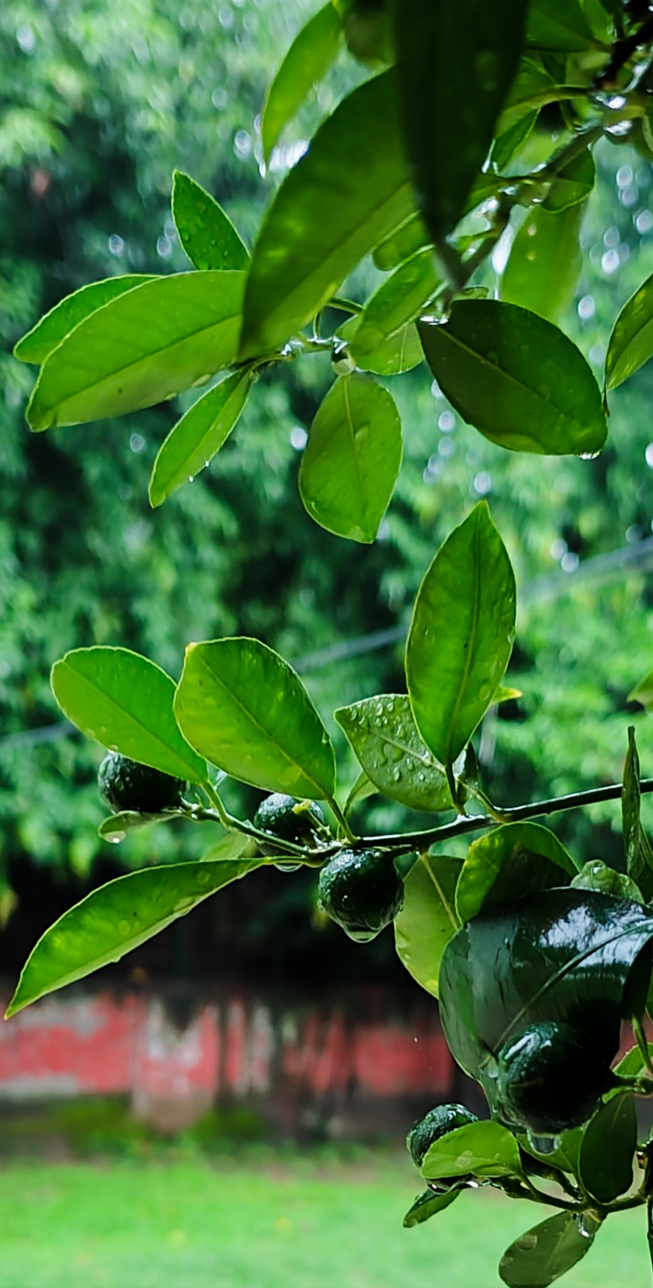 Ornamental lemon. Free Macro photos