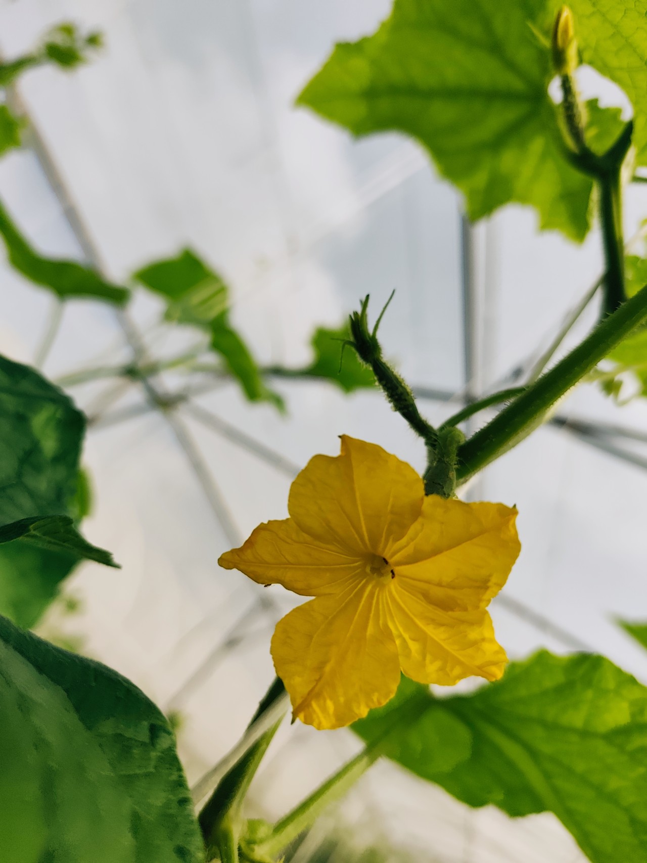 Cucumber flower. Free Flora photos