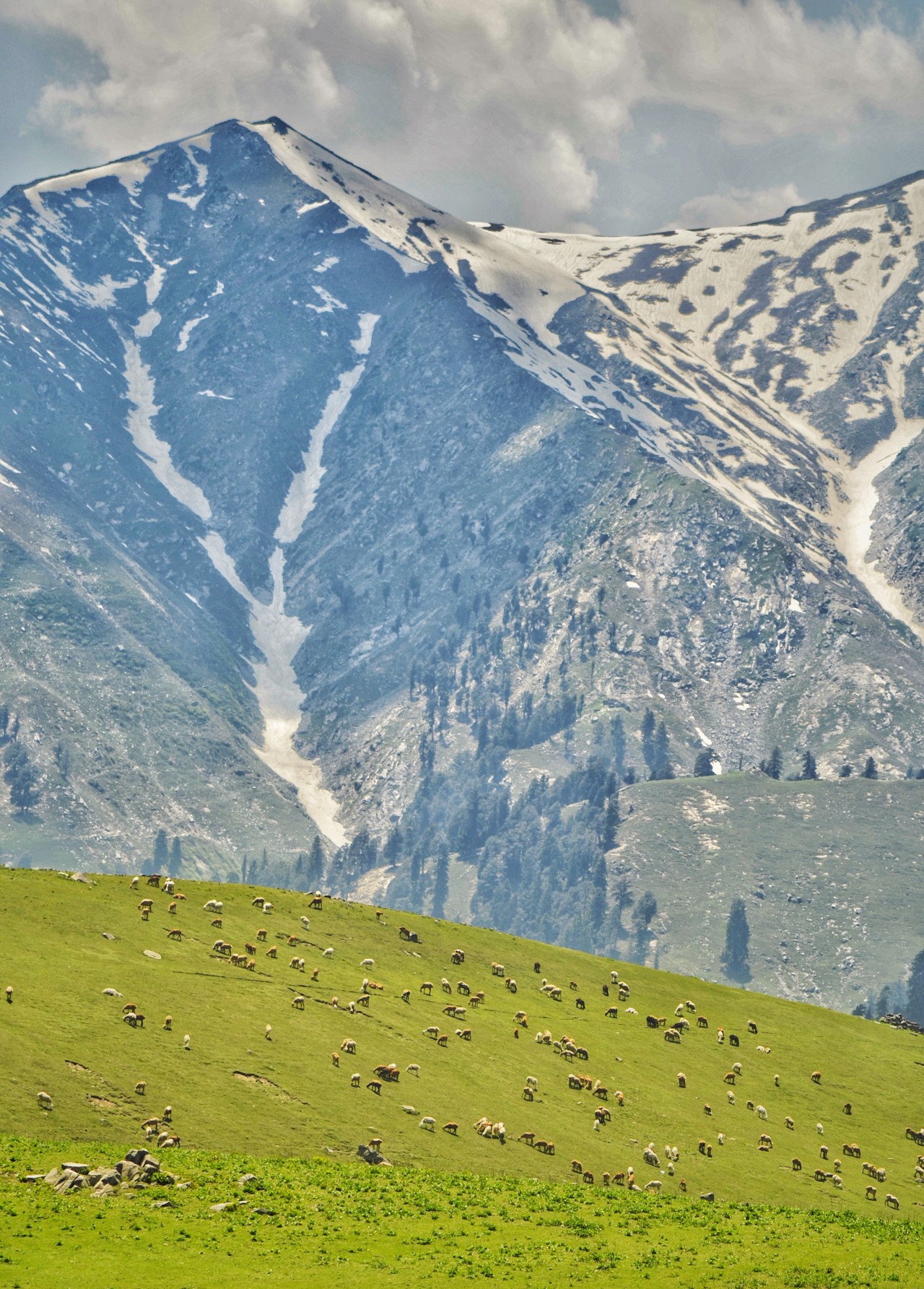 A breathtaking mountain view with lush green meadows, grazing sheep, and snow-capped peaks under a peaceful sky. ????. Free Landscapes photos