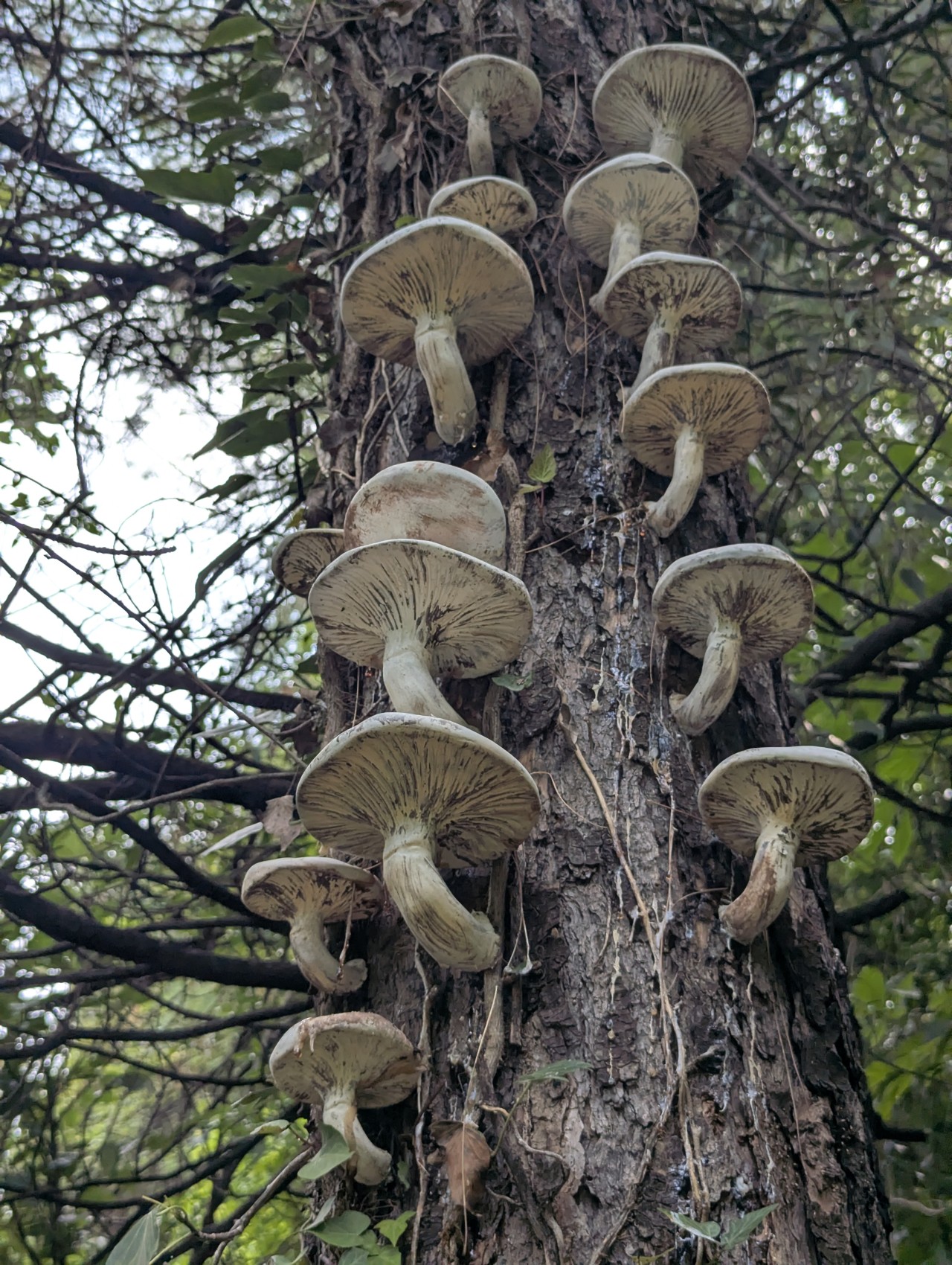 Mushroom. Free Forests photos