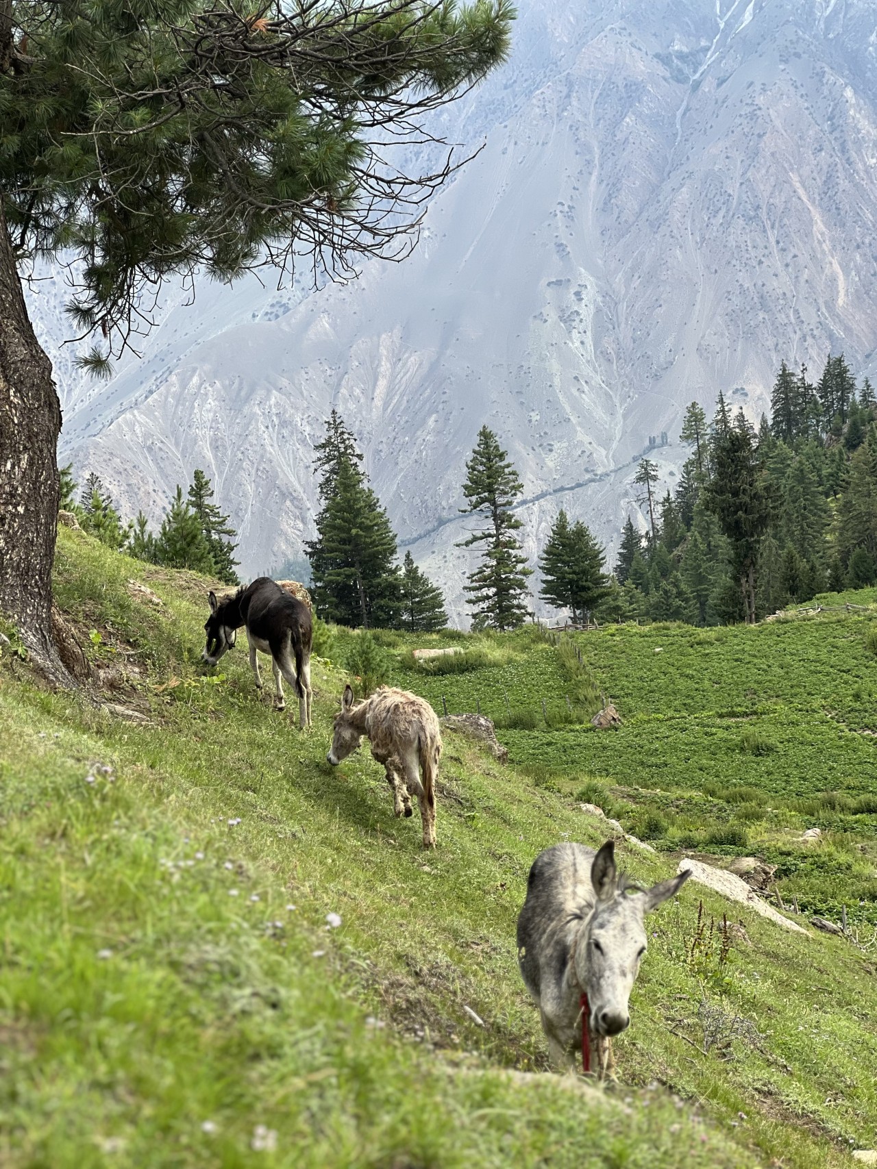 Astore Gilgit. Free Wildlife photos