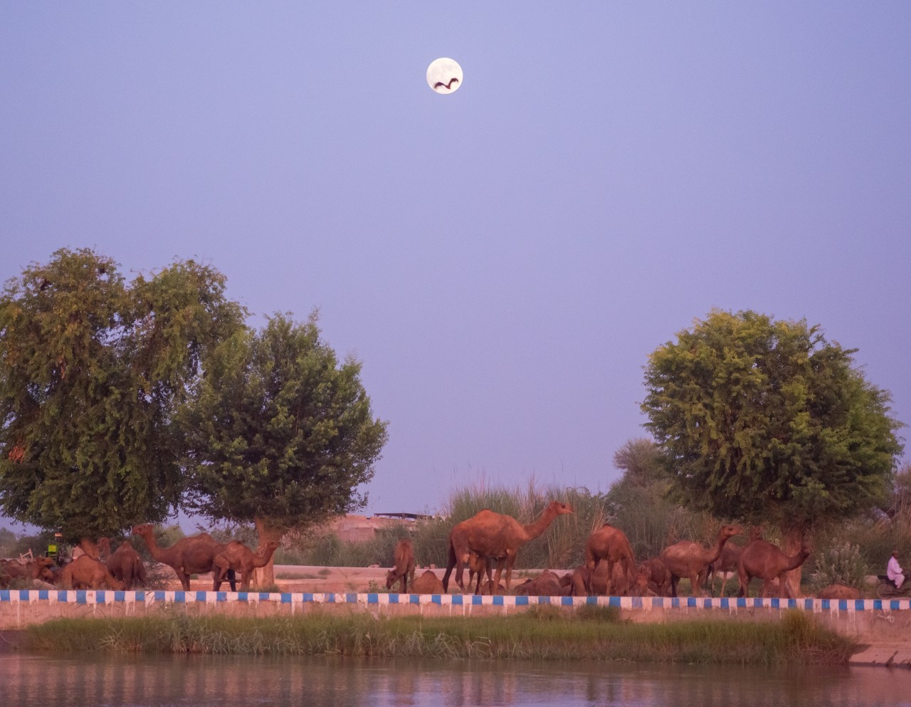 Bat flying in front of Full Moon rising. Free Landscapes photos