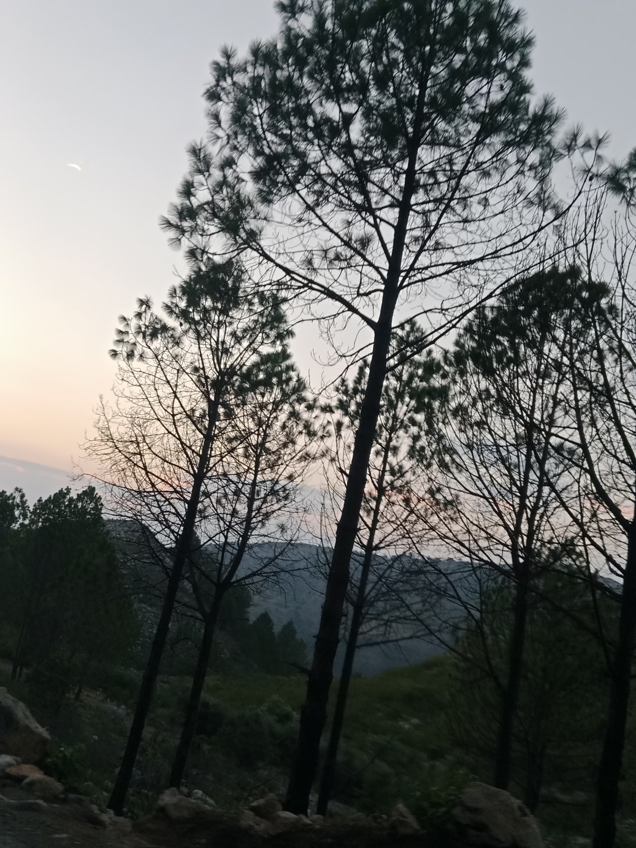 Trees. Free Forests photos