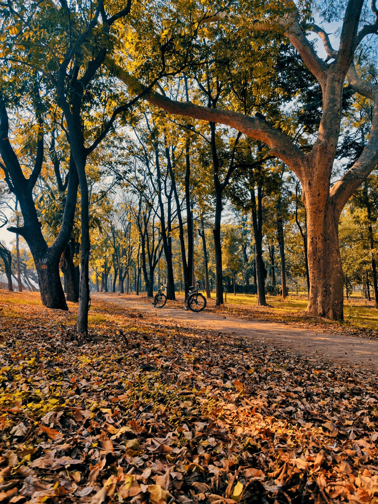 Chandigarh. Free Forests photos