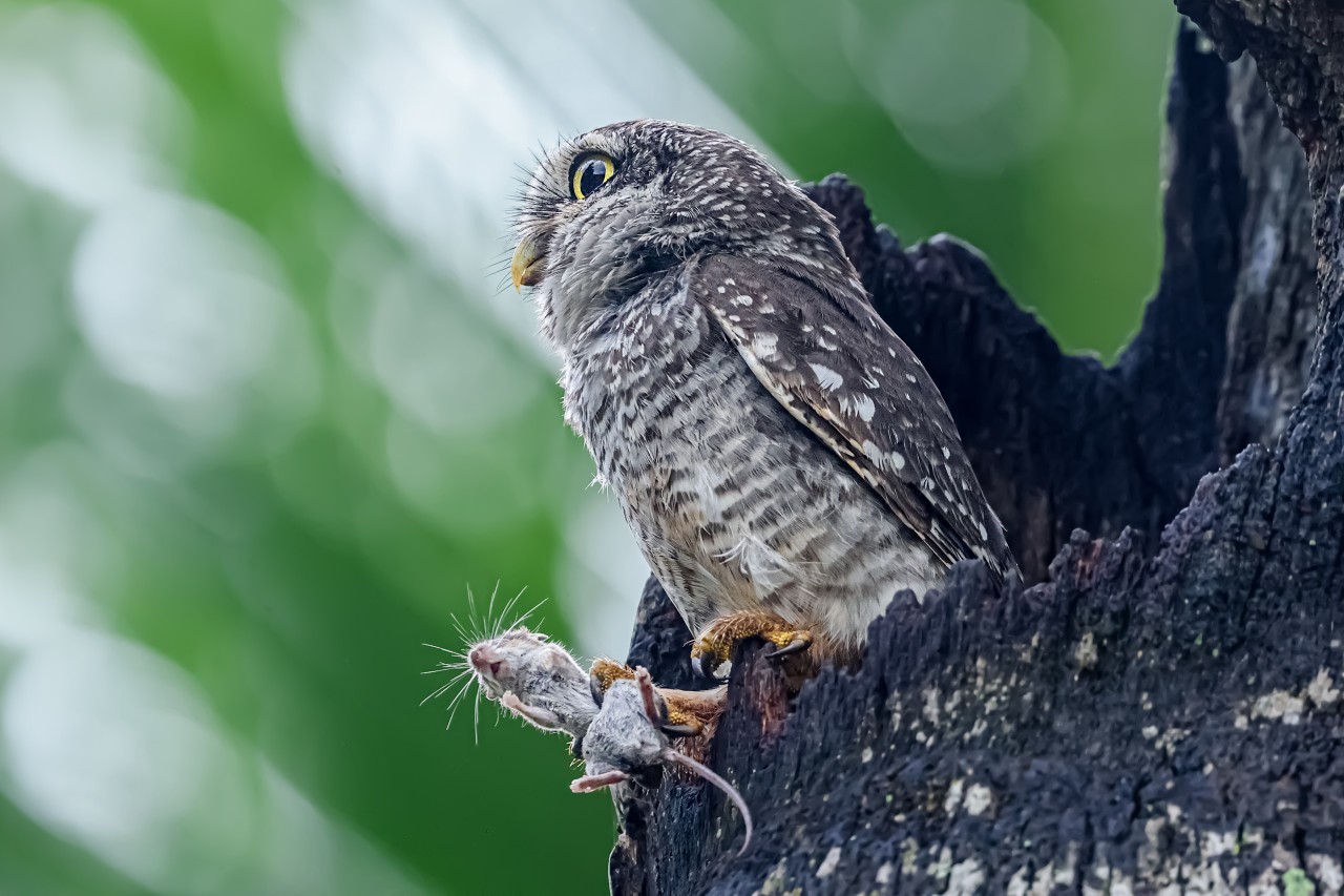 Hunter. Free Wildlife photos