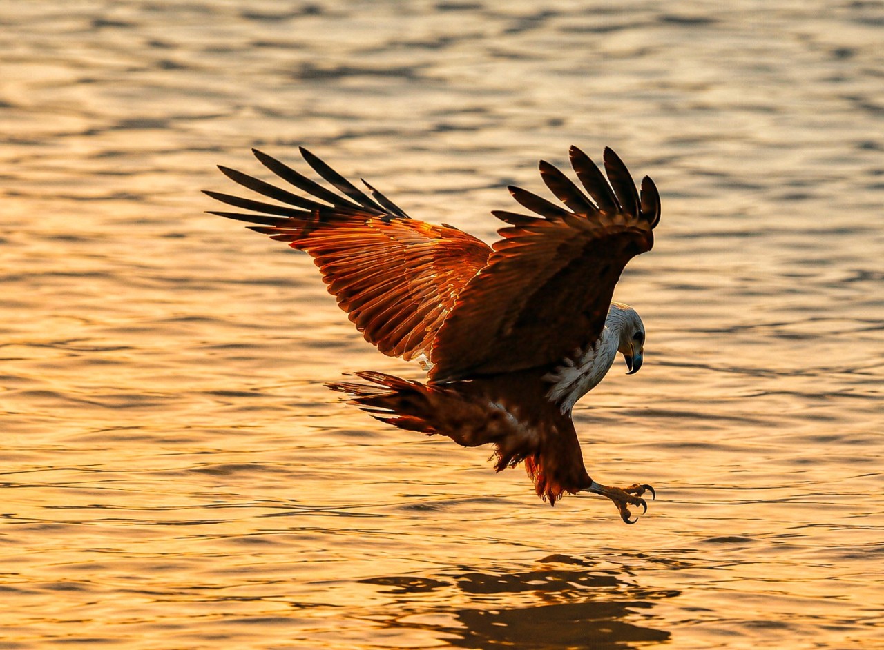 The guiding eagle. Free Wildlife photos