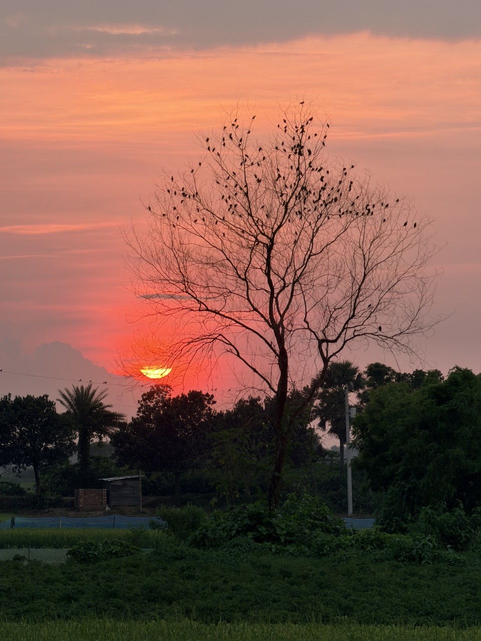 Birds of the Twilight Sky. Free Landscapes photos