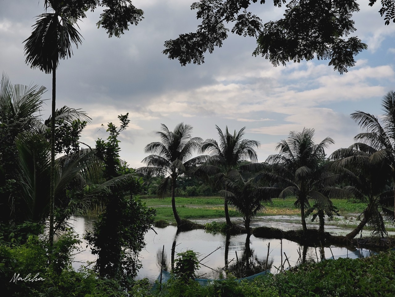 Chottogram University Campus, Bangladesh. Free Landscapes photos