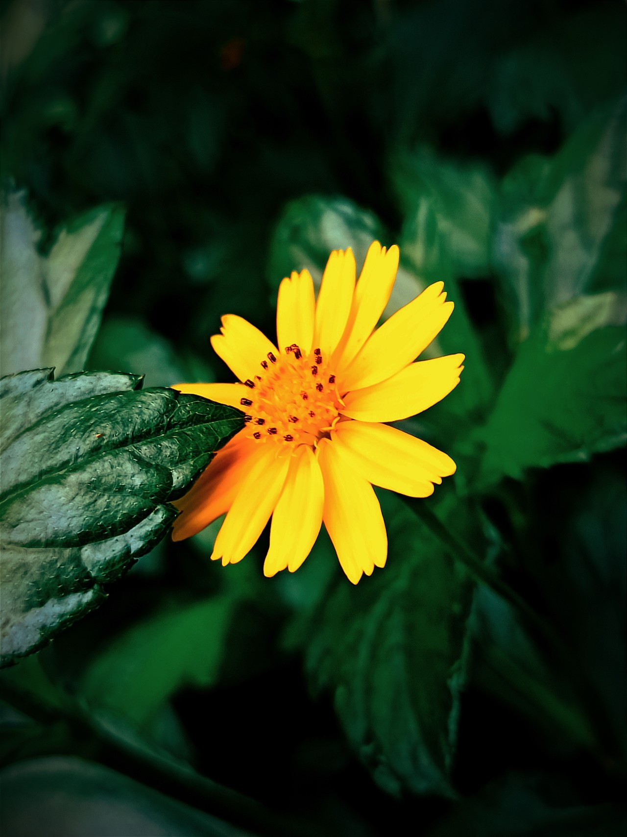 Daisy Flower. Free Flora photos