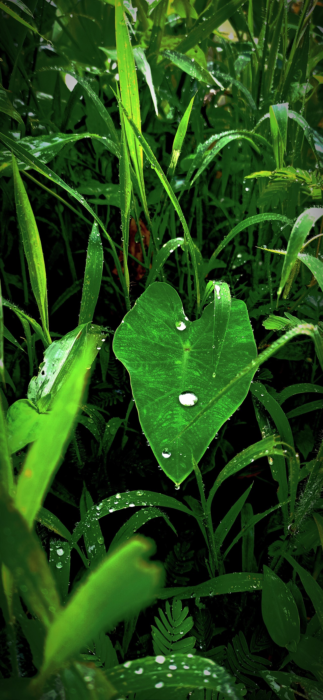 Kochu Patar Pani Tolmol. Free Flora photos