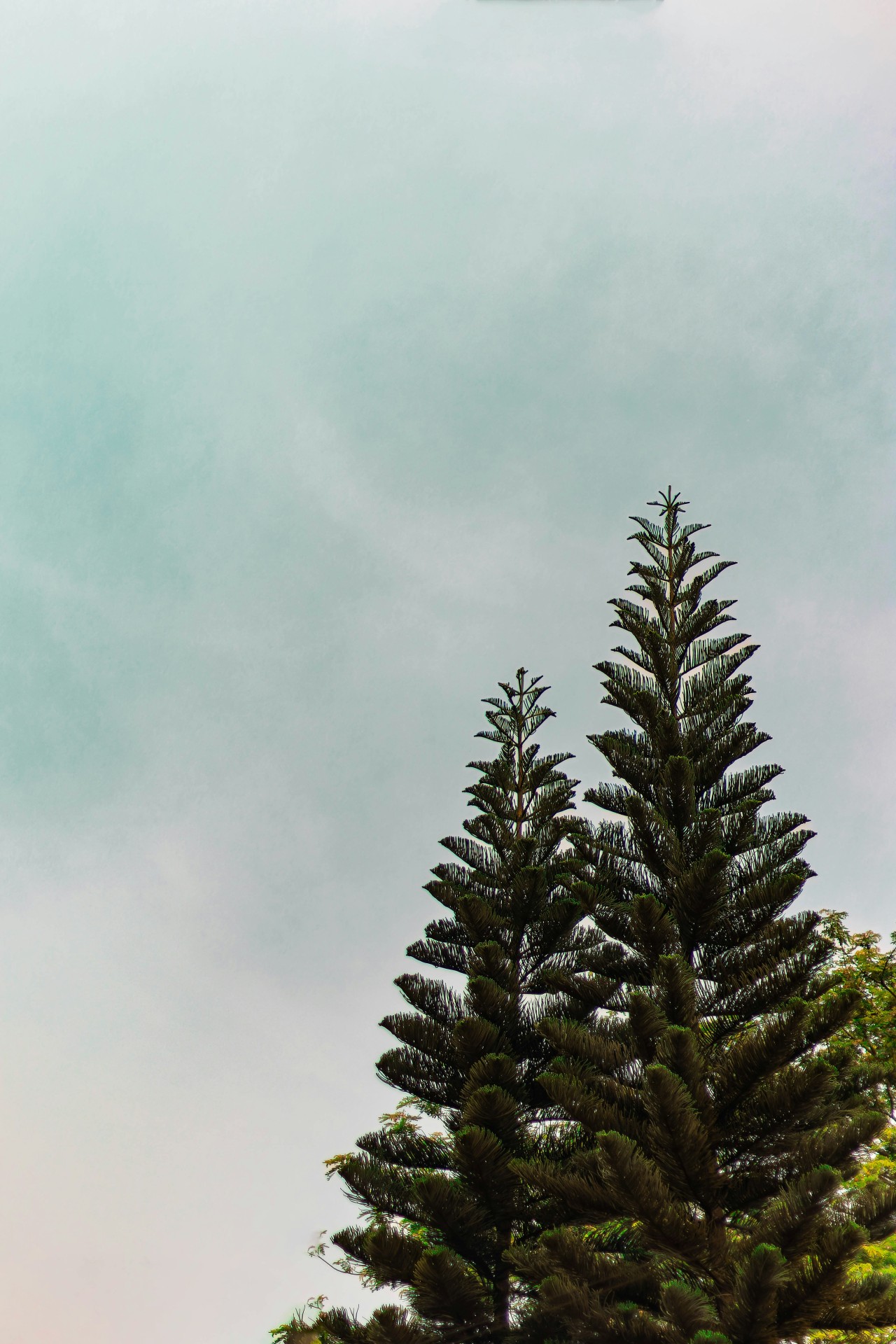 Whispers of the Sky. Free Forests photos