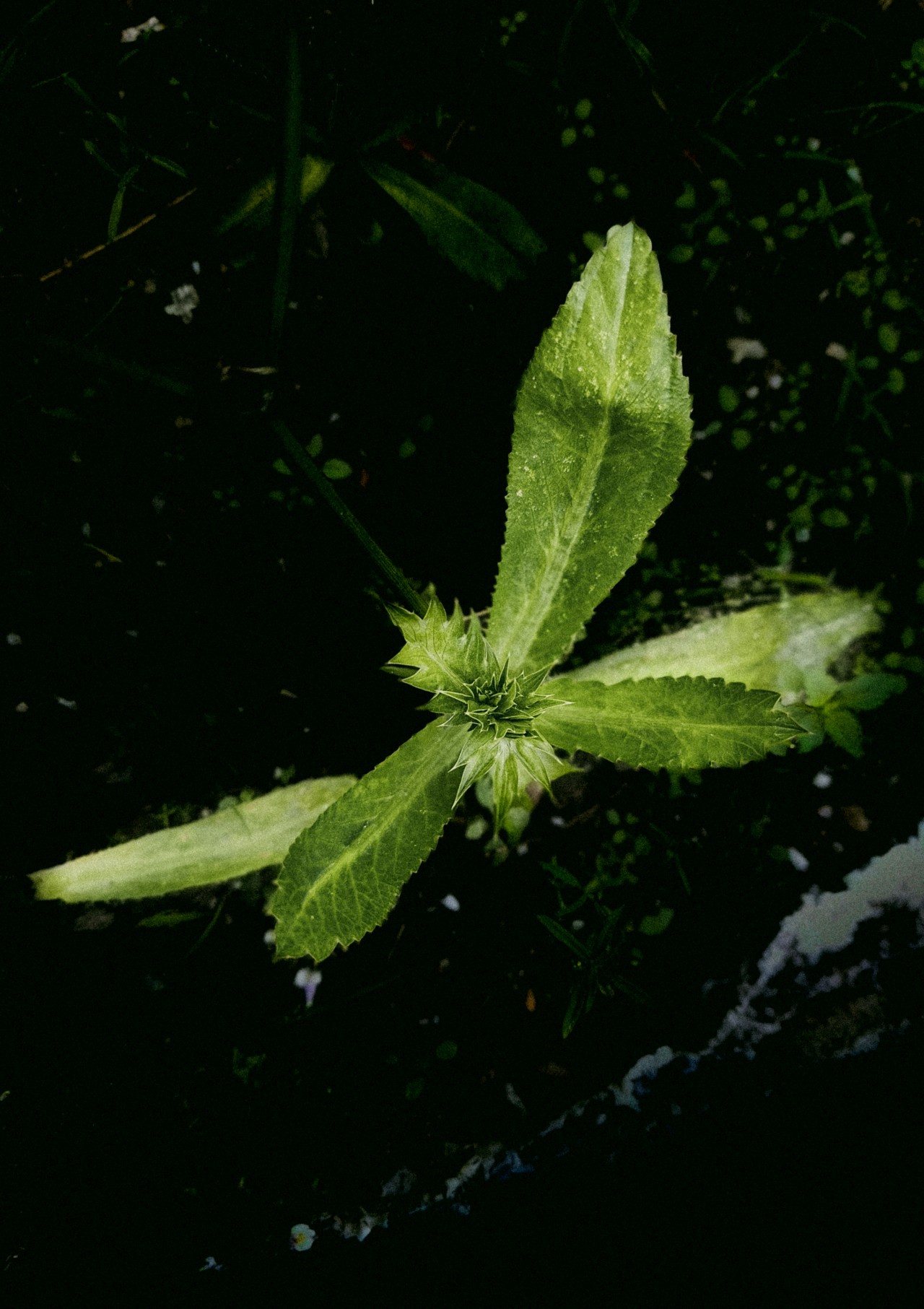 Unseen Strength of Nature. Free Macro photos