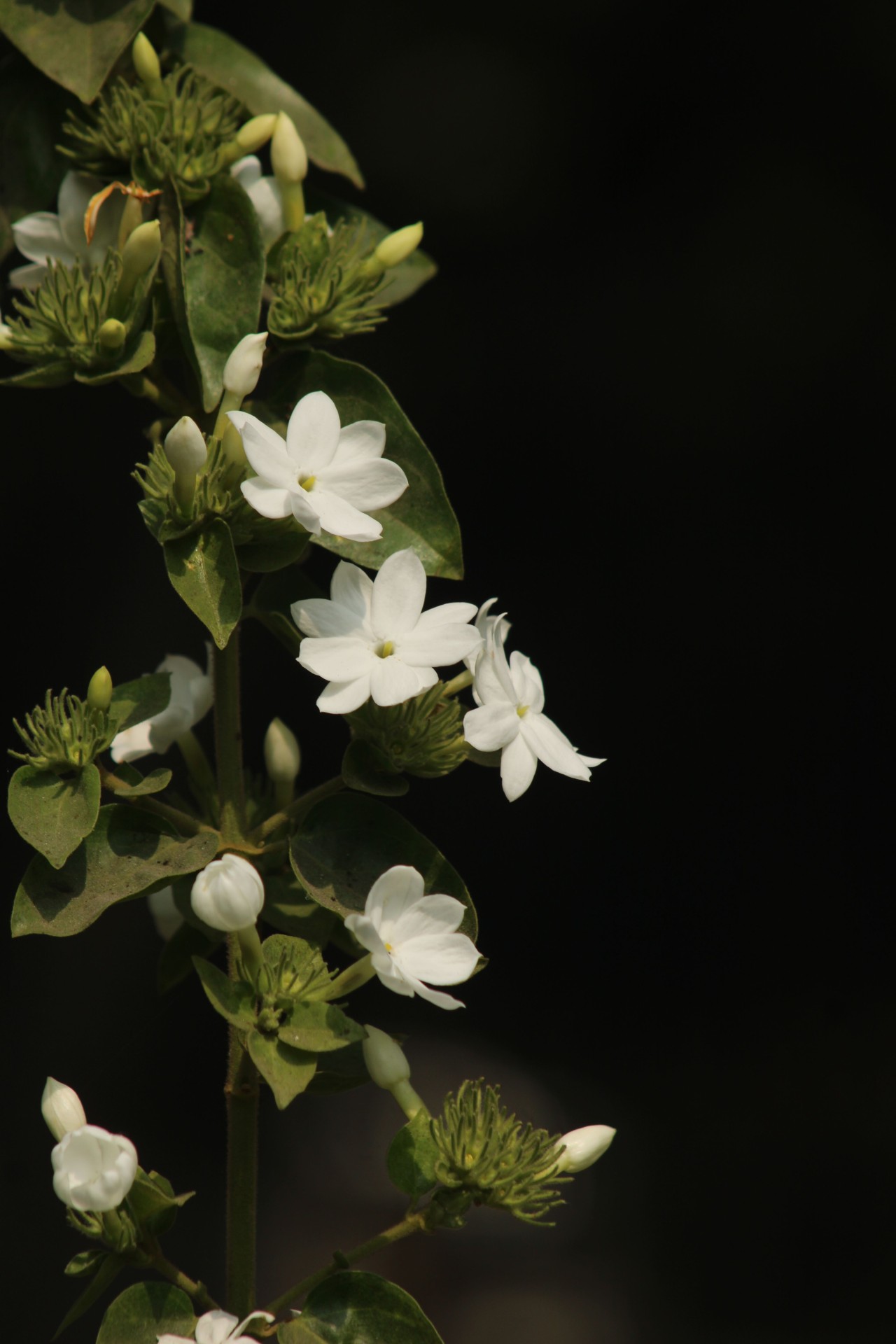 White Flowers. Free Flora photos