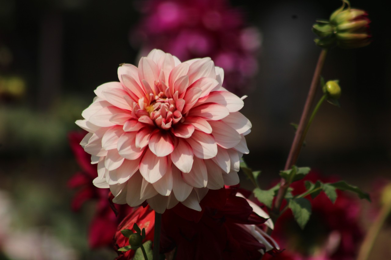 Dahlia. Free Flora photos