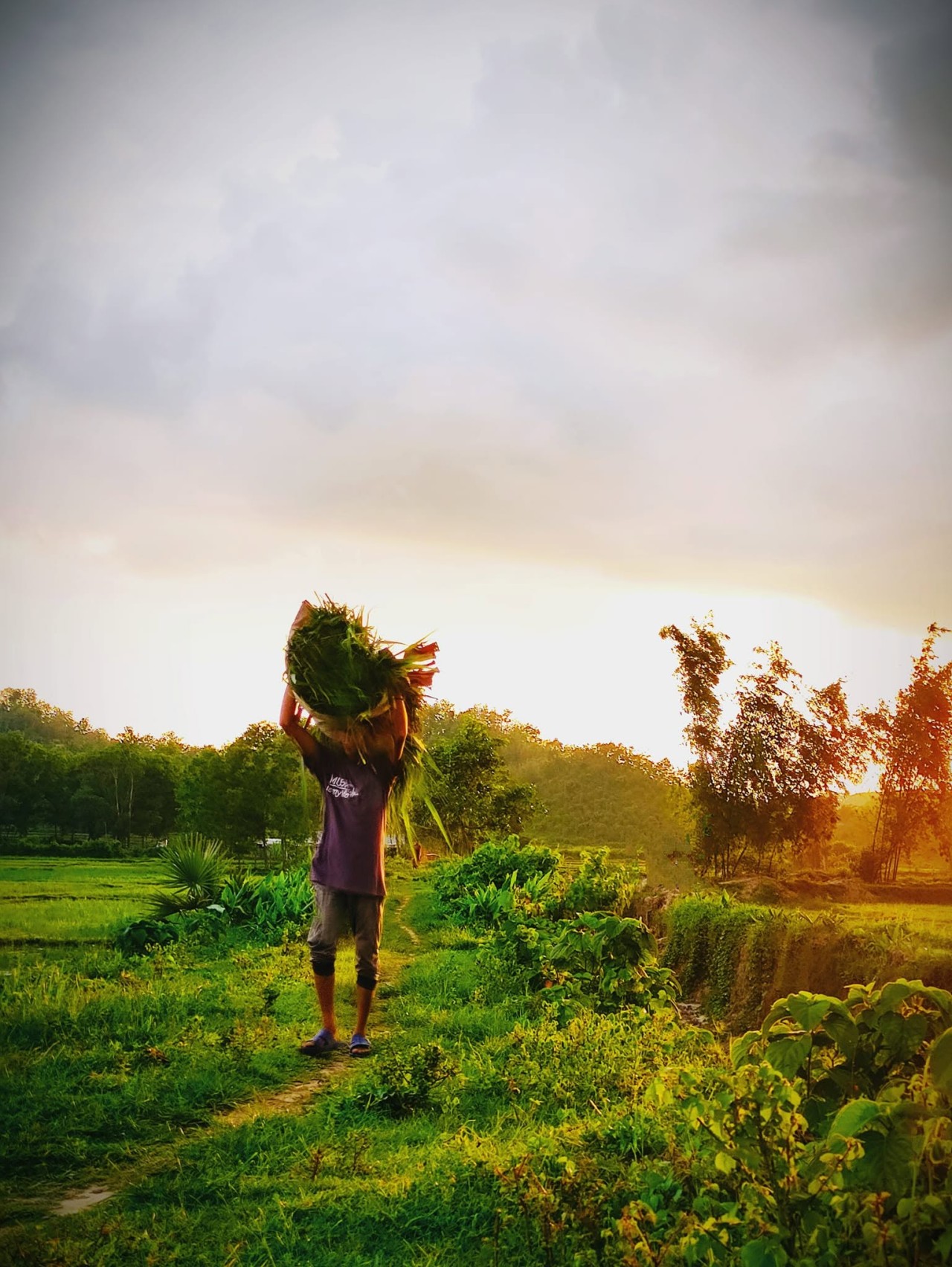 Life. Free Landscapes photos