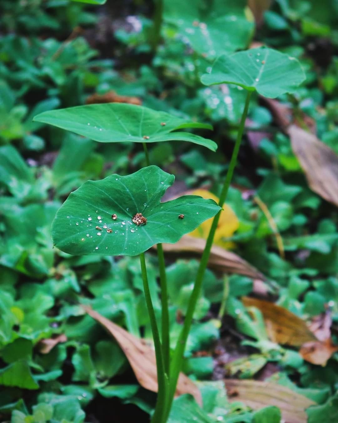 Silver drops on green. Free Flora photos