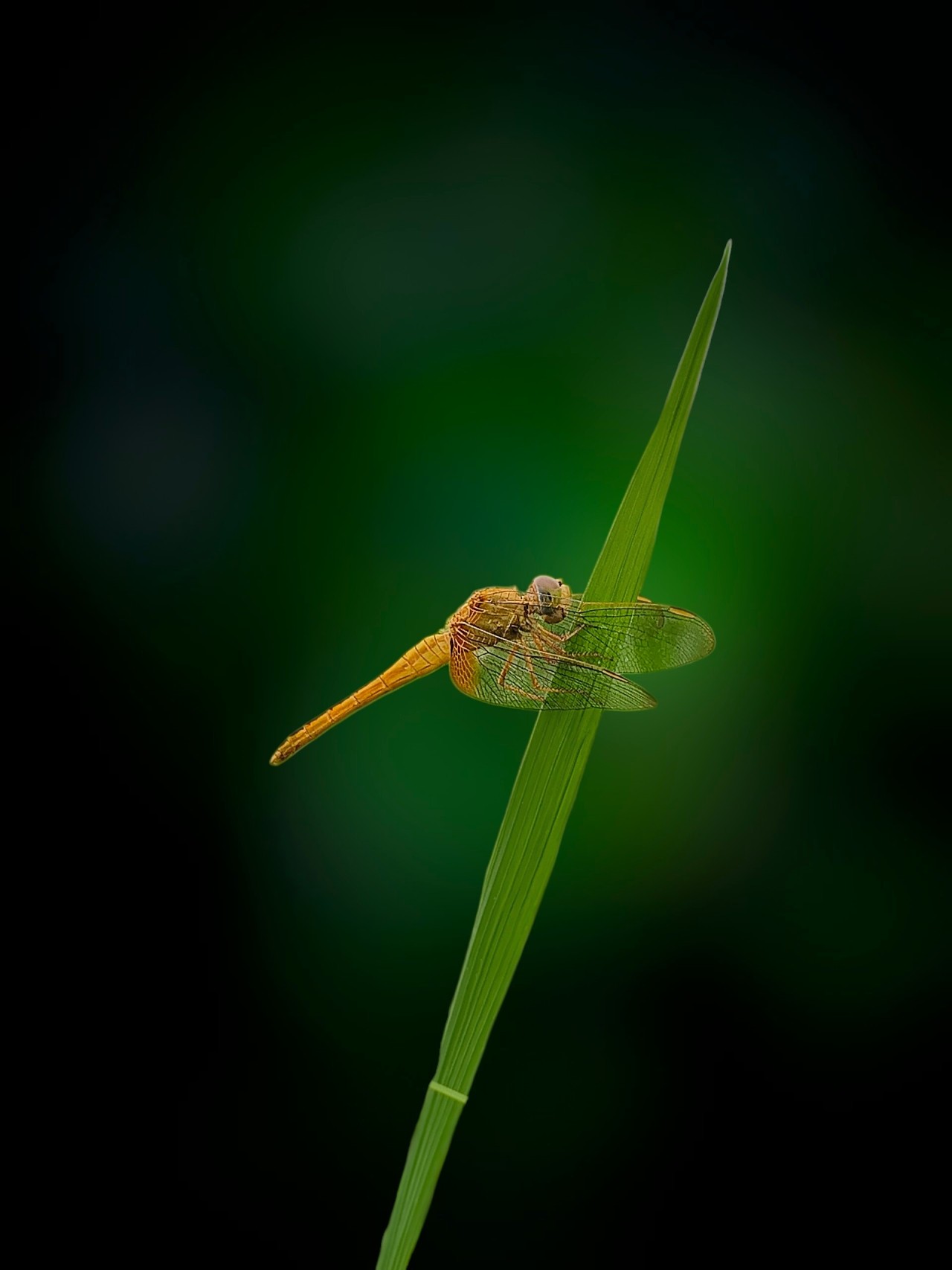 Orange Dragonfly Resting on Grass Blade. Free Macro photos